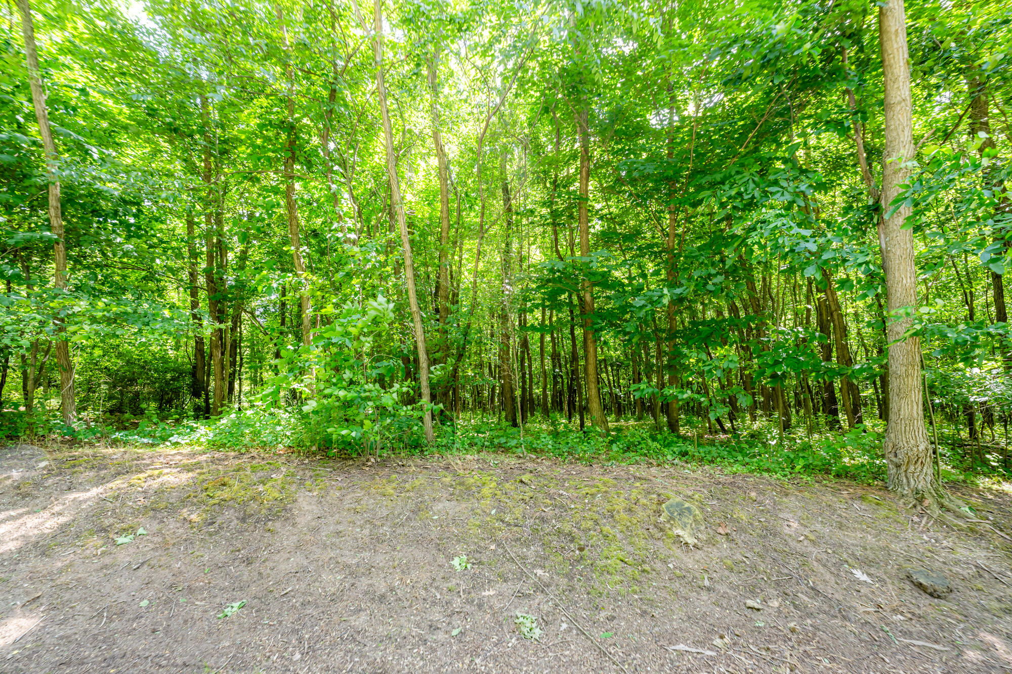 4172 Pine Wood Drive Property Photo 5