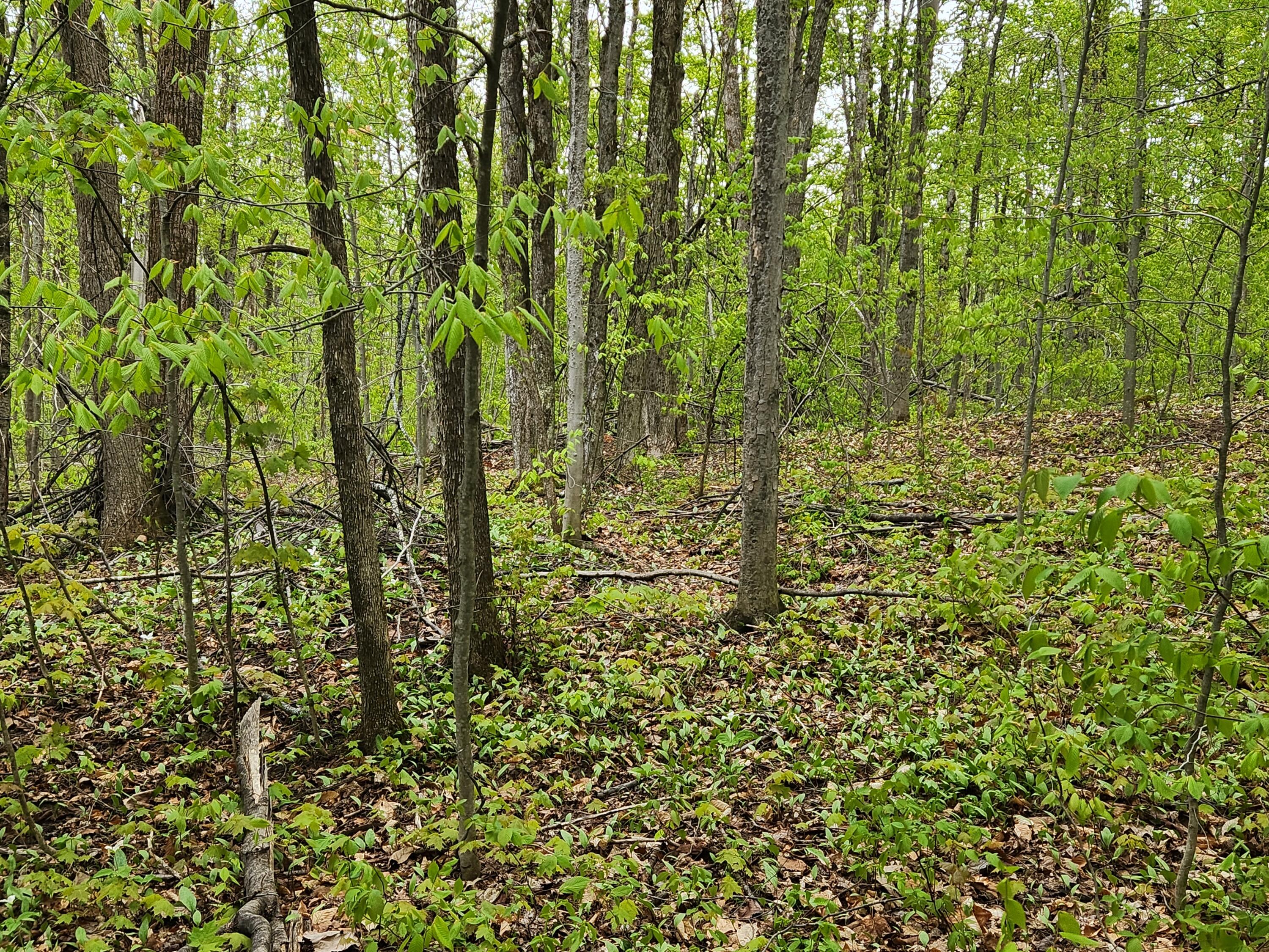 Valleyridge Circle Property Photo 4