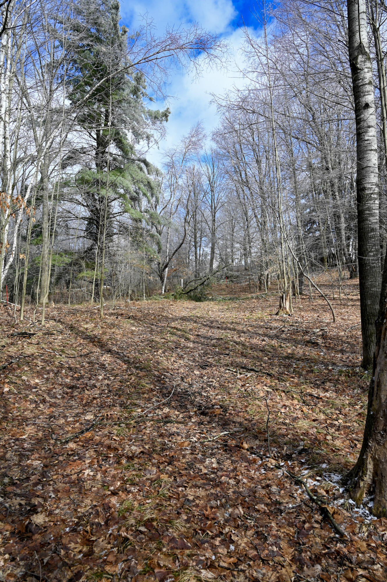9828 Pontiac Trail Property Photo 6
