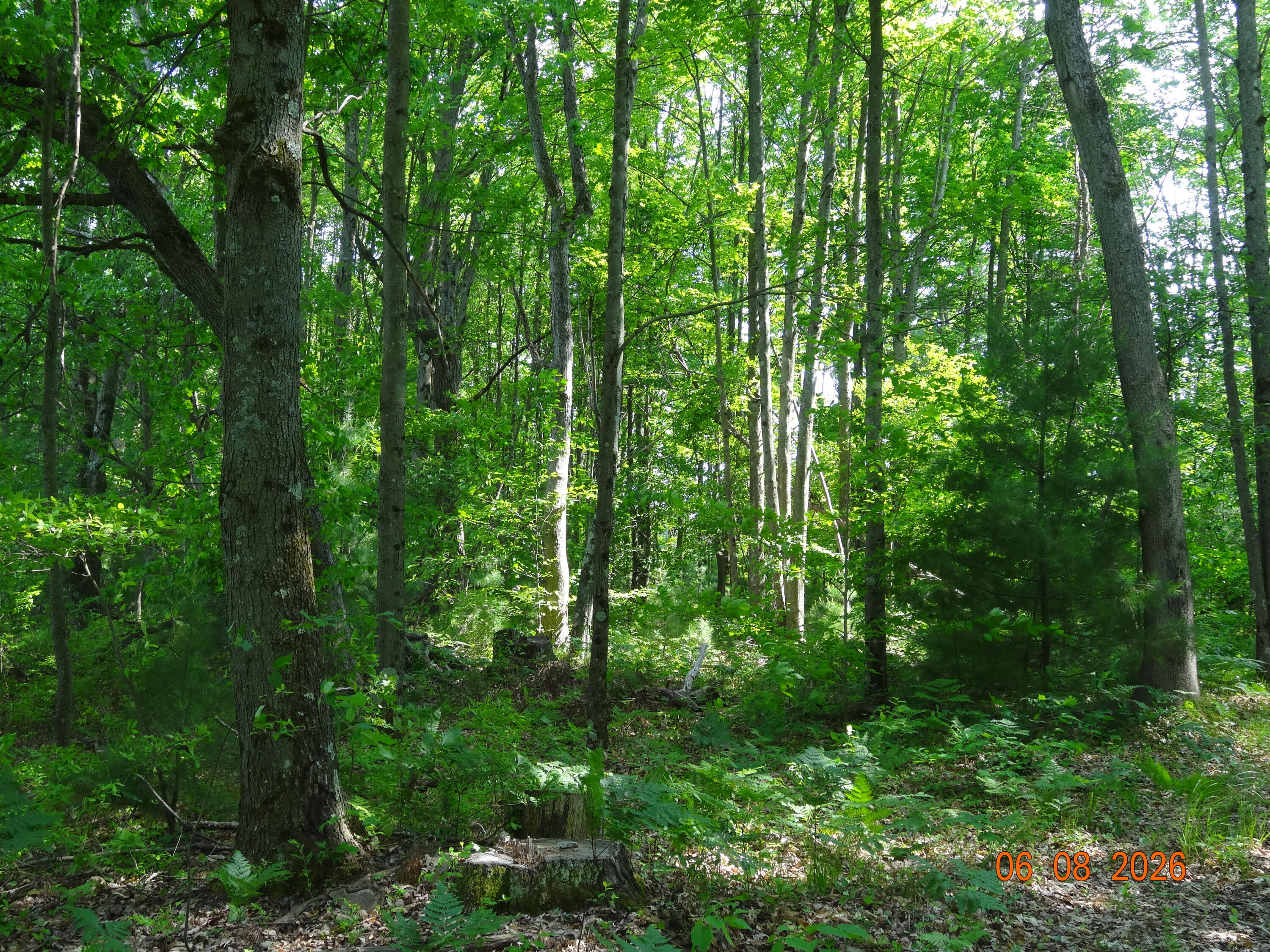 550 S Oak Avenue Property Photo 10