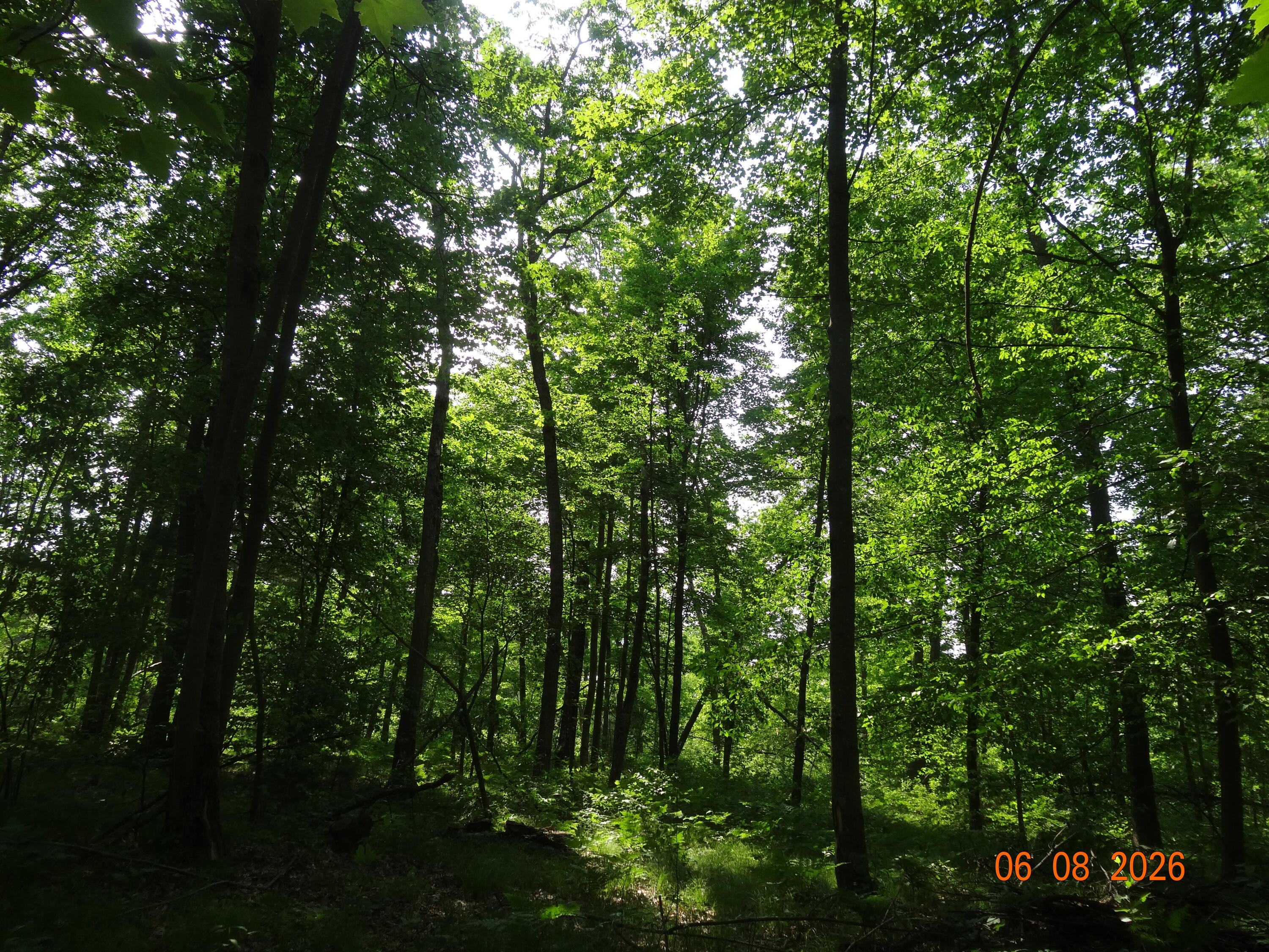 550 S Oak Avenue Property Photo 14