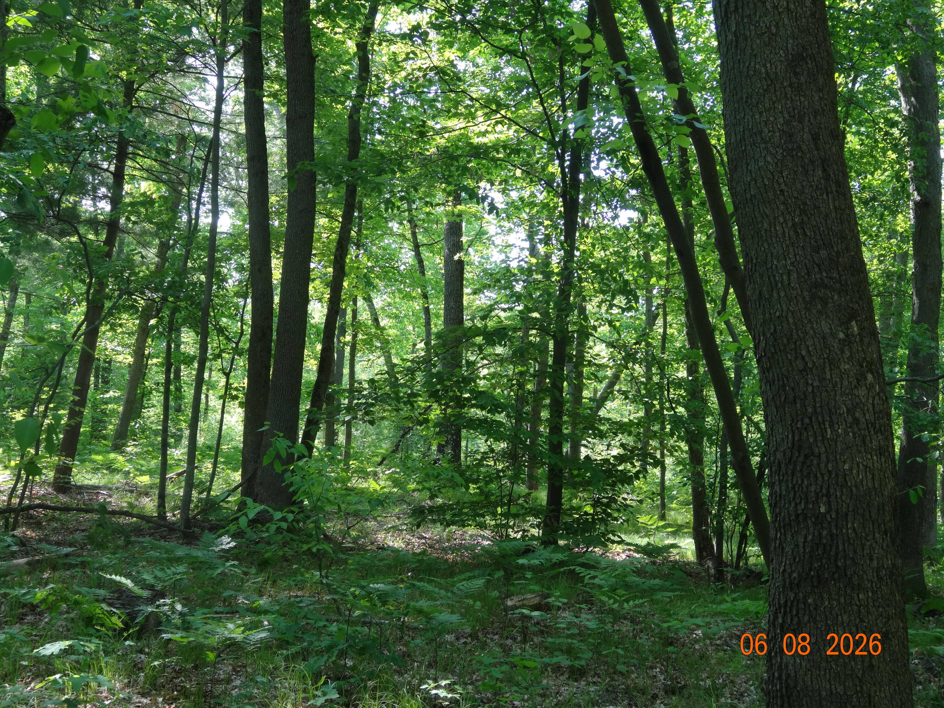 550 S Oak Avenue Property Photo 16