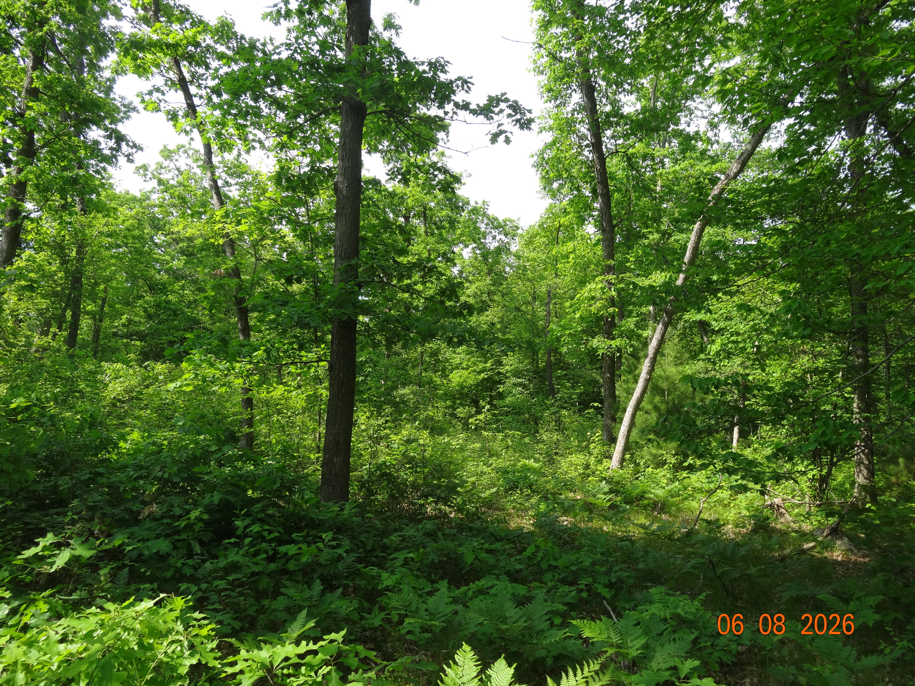 550 S Oak Avenue Property Photo 24