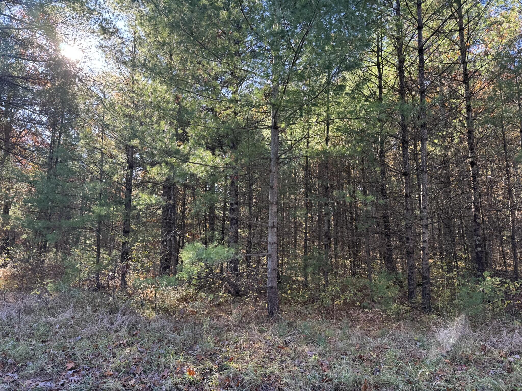Parcel 1 County Line Road Property Photo 3