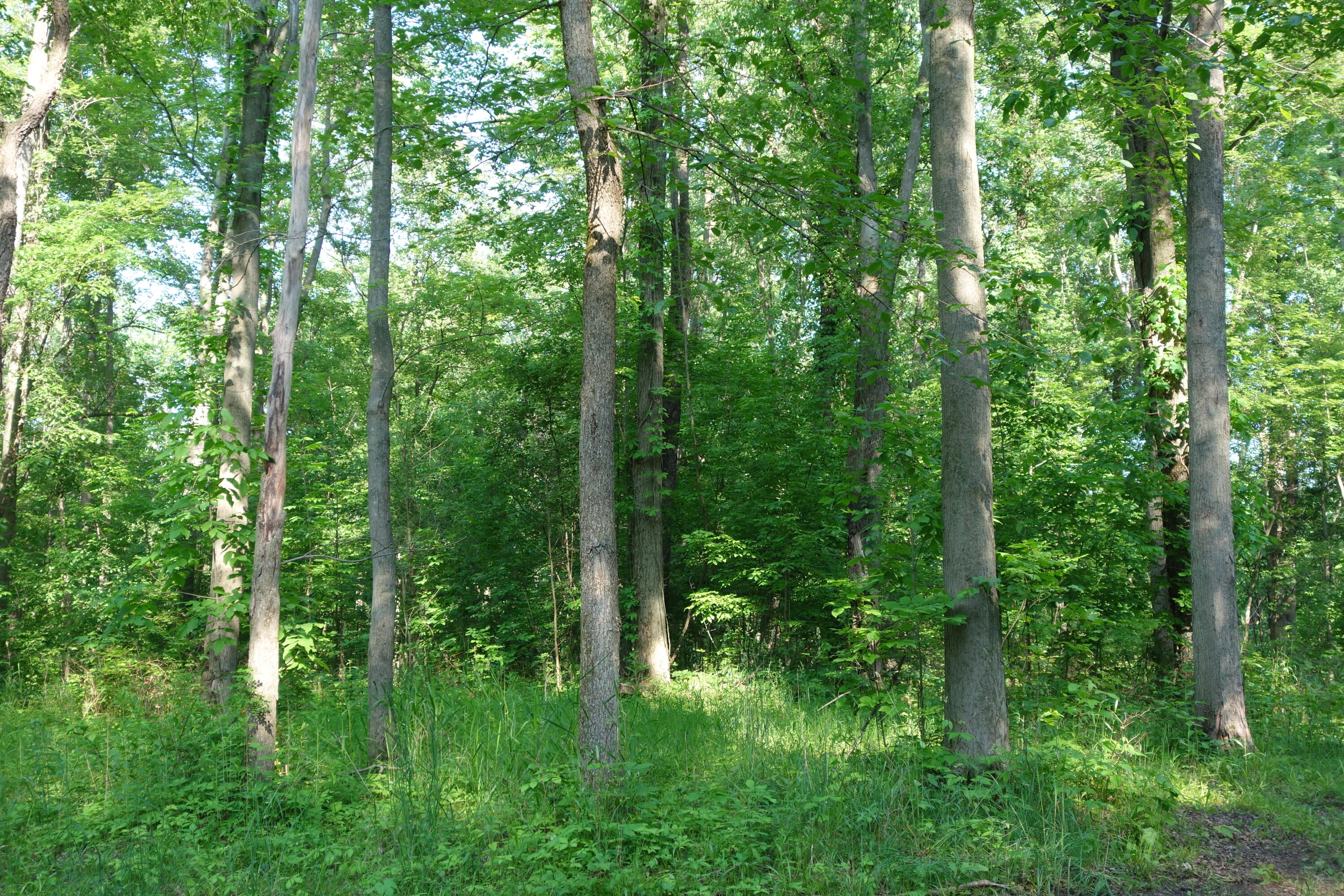 0 Willis Road Property Photo 1