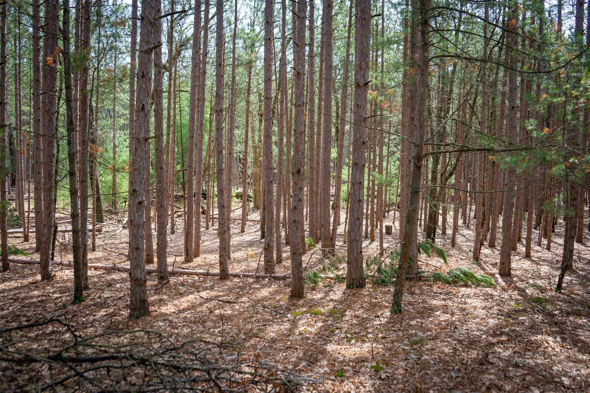 V/l W Holton Whitehall Road 2 Acres Property Photo 12