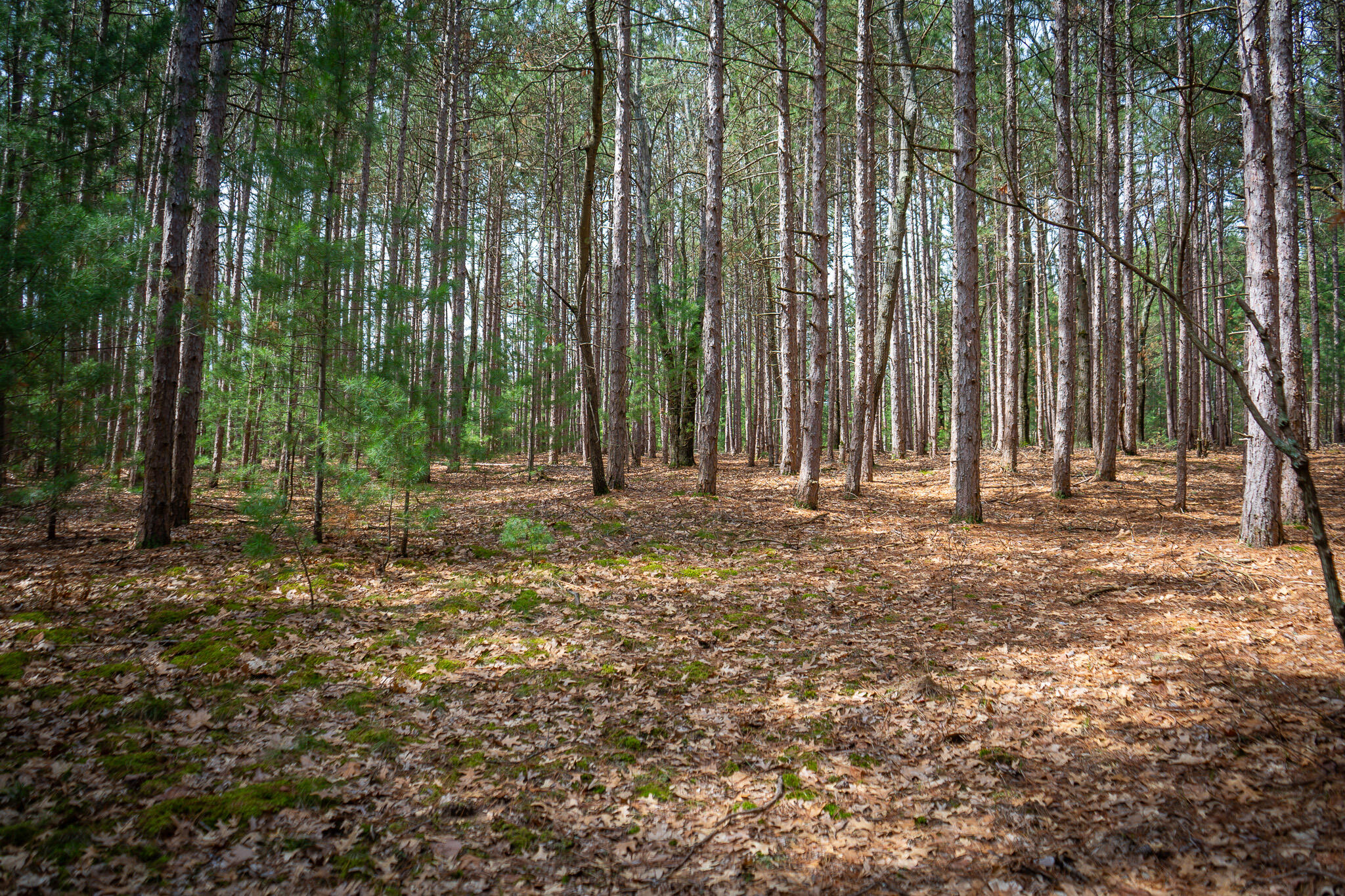 V/l W Holton Whitehall Road 2 Acres Property Photo 18