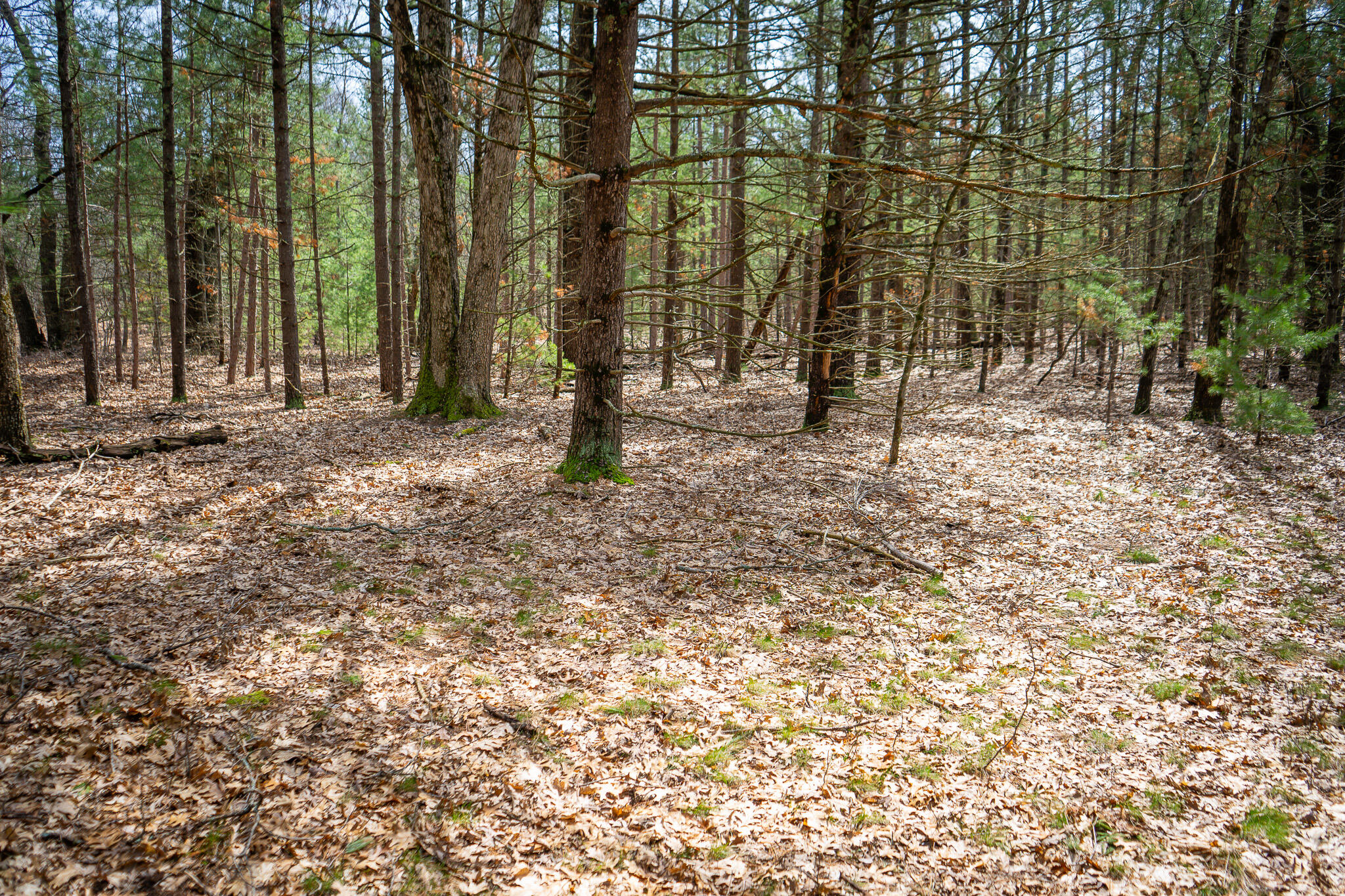 V/l W Holton Whitehall Road 2 Acres Property Photo 22
