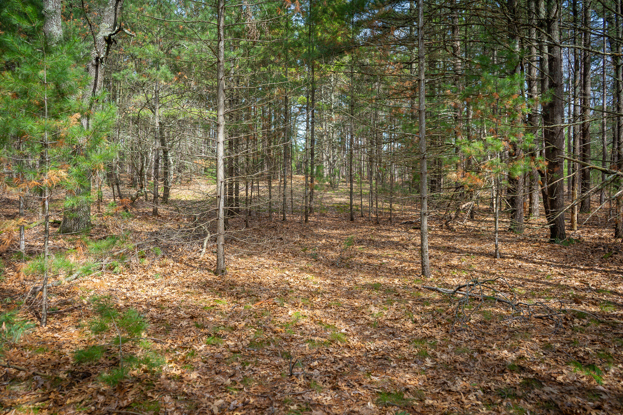 V/l W Holton Whitehall Road 2 Acres Property Photo 23