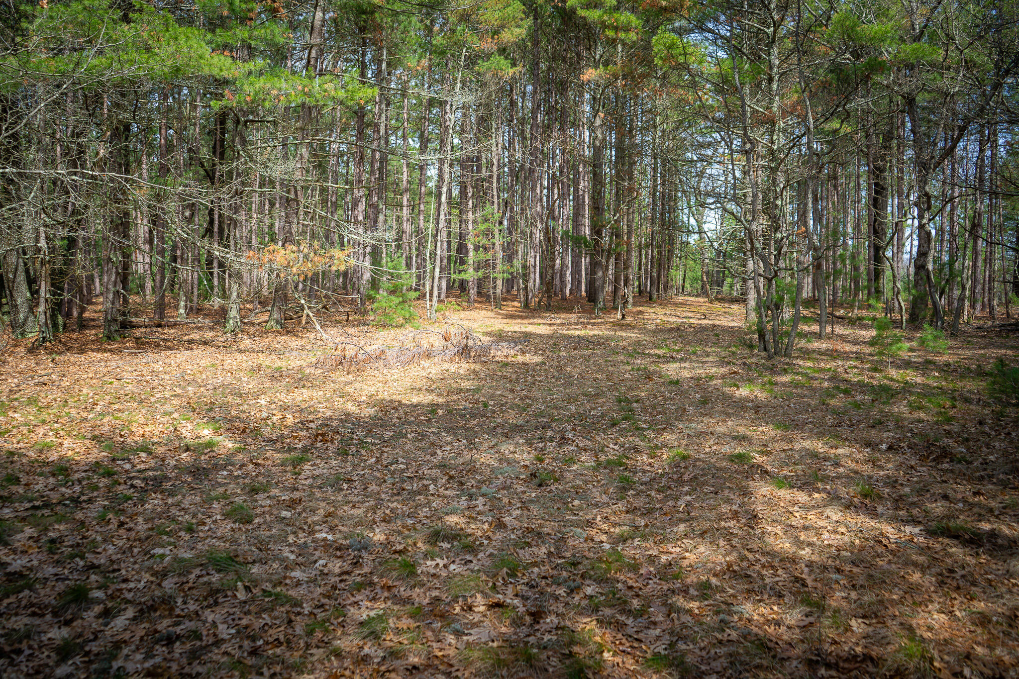 V/l W Holton Whitehall Road 2 Acres Property Photo 24