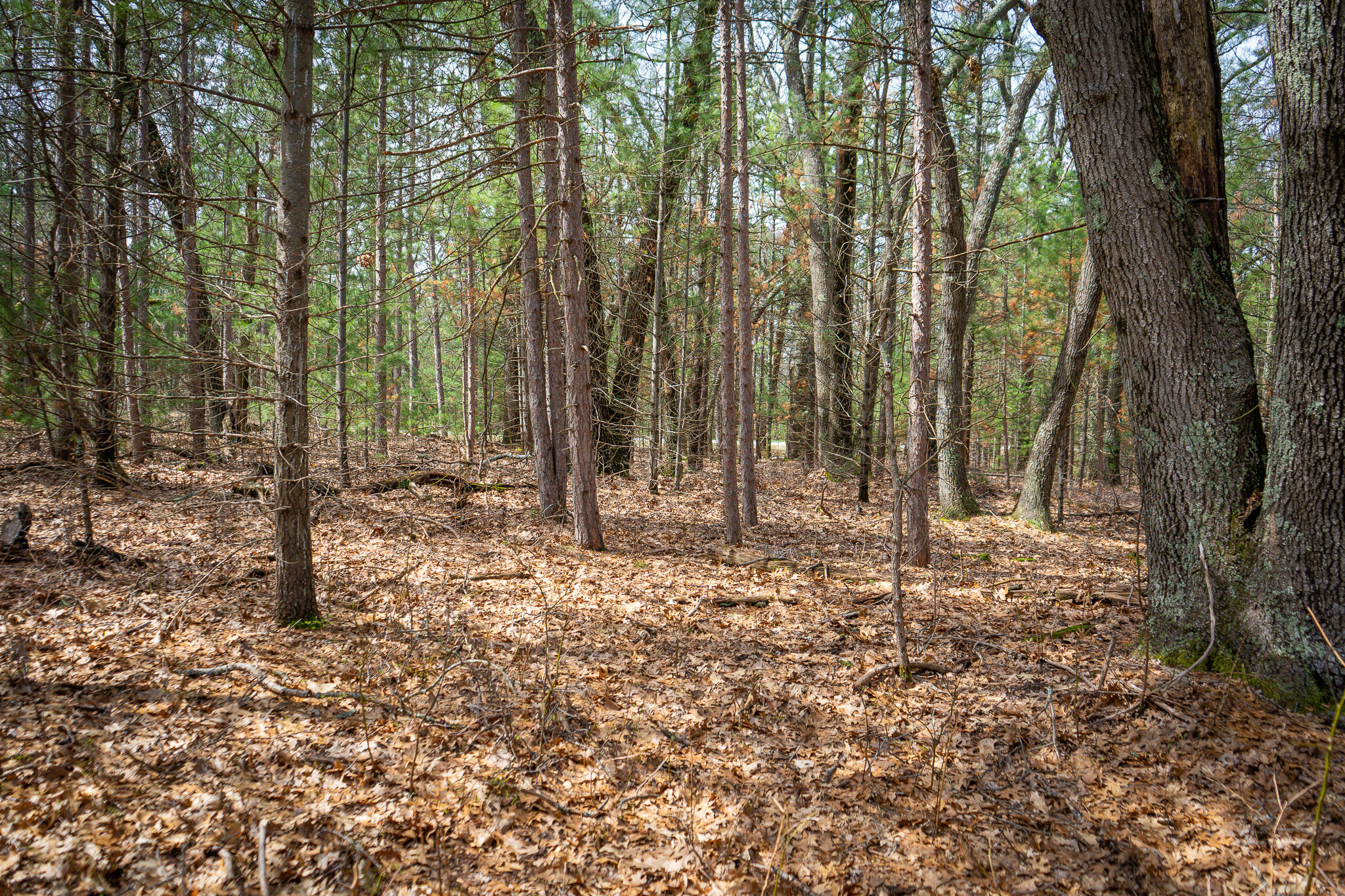V/l W Holton Whitehall Road 2 Acres Property Photo 31