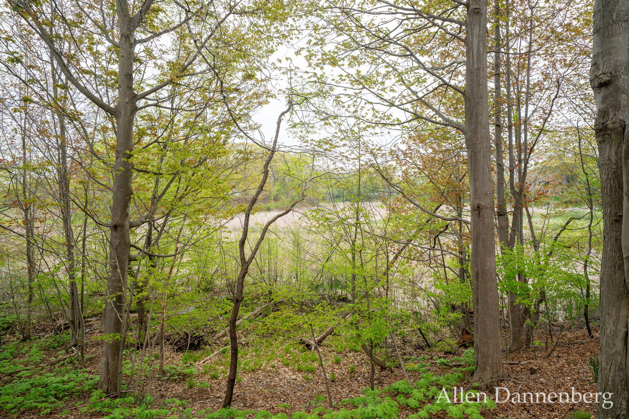 845 Bluff Creek Drive Property Photo 44