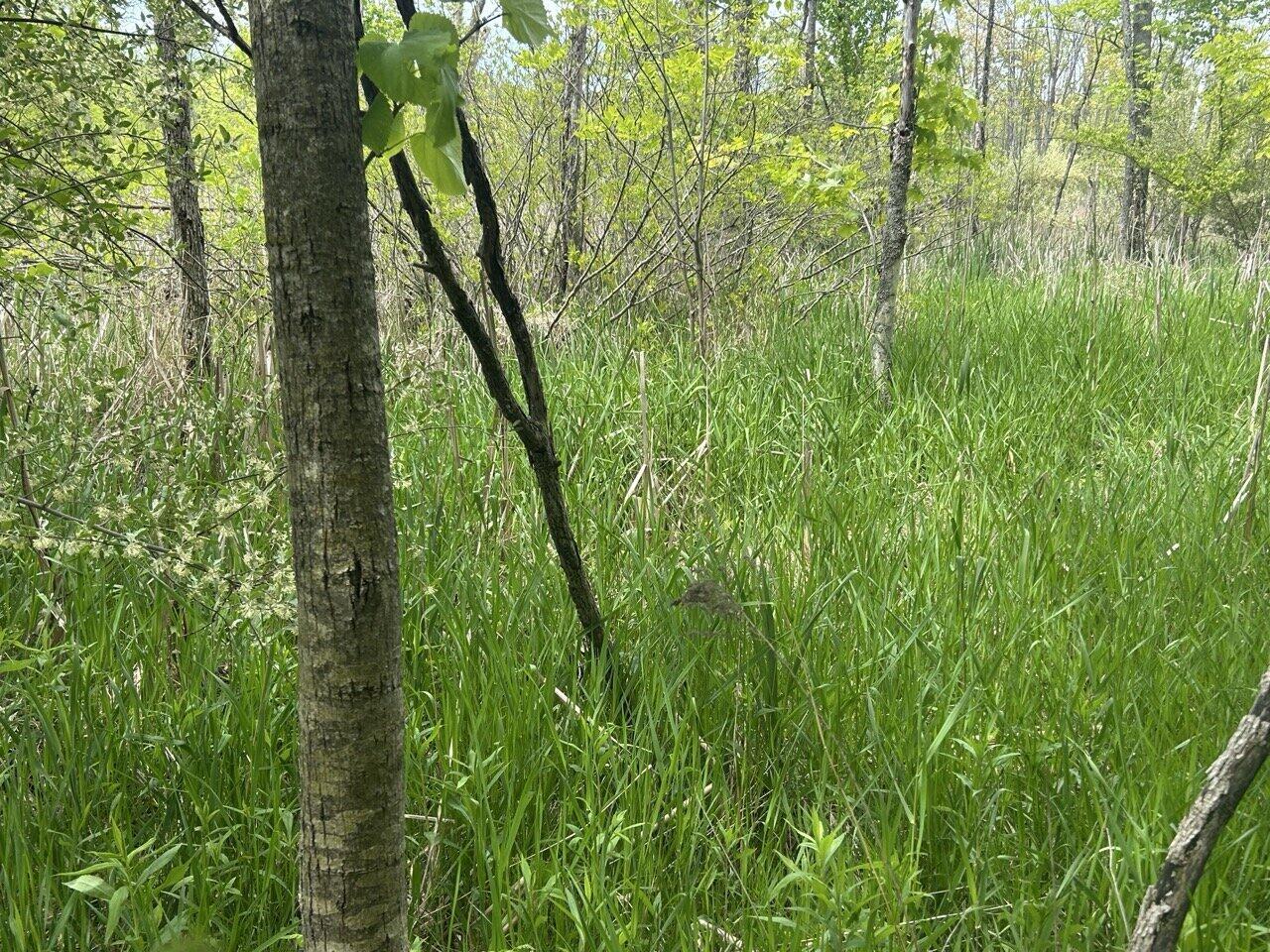 11917 Elm Drive Property Photo 9