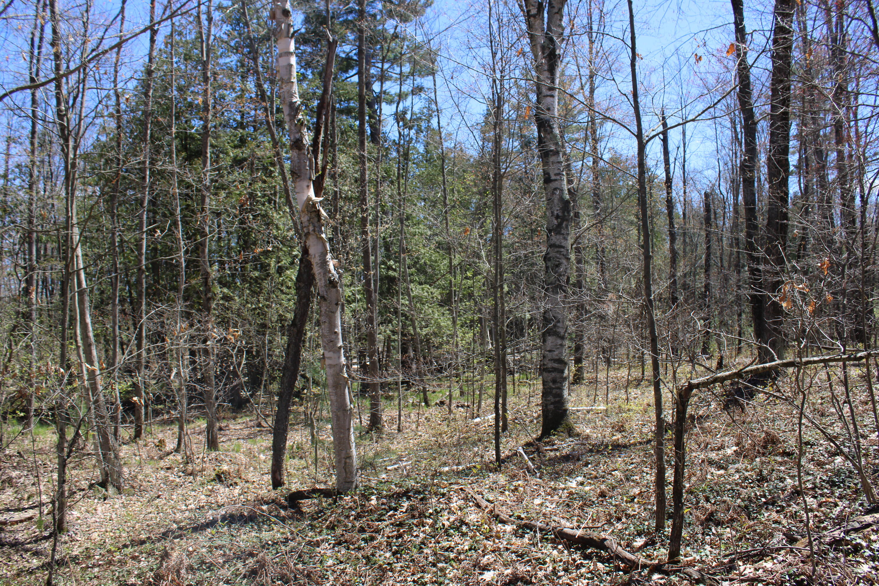 11401 Little George Lake Road Property Photo 60