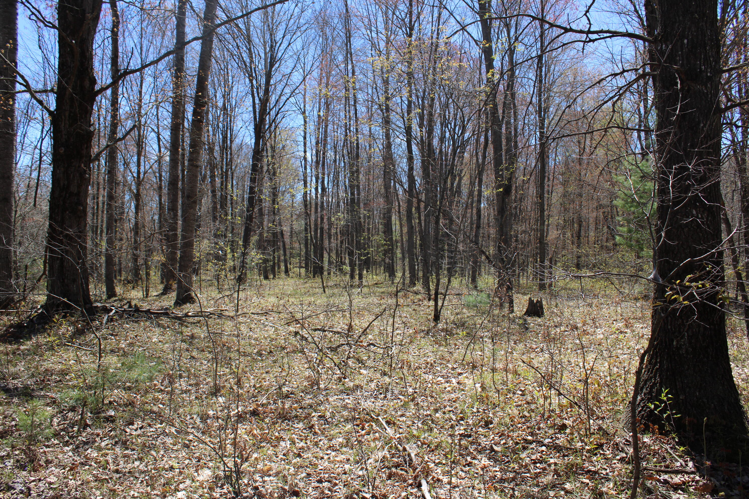 11401 Little George Lake Road Property Photo 61