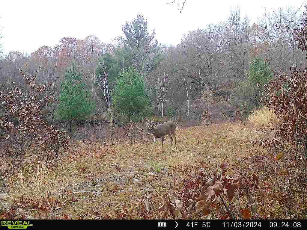 11401 Little George Lake Road Property Photo 80