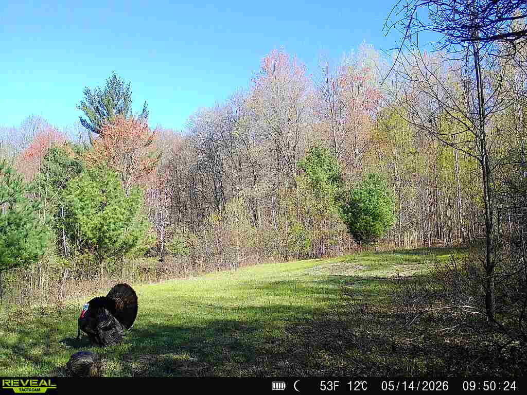 11401 Little George Lake Road Property Photo 83