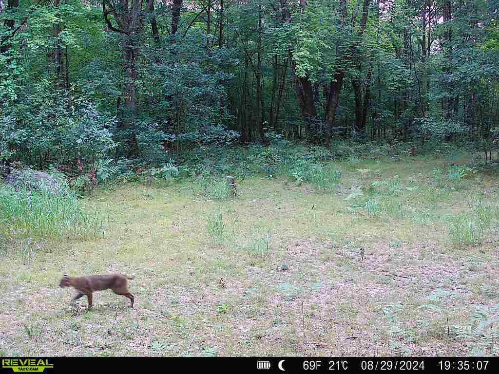 11401 Little George Lake Road Property Photo 85