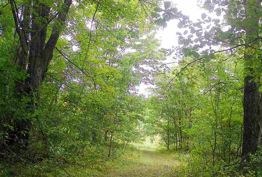 11401 Little George Lake Road Property Photo 107