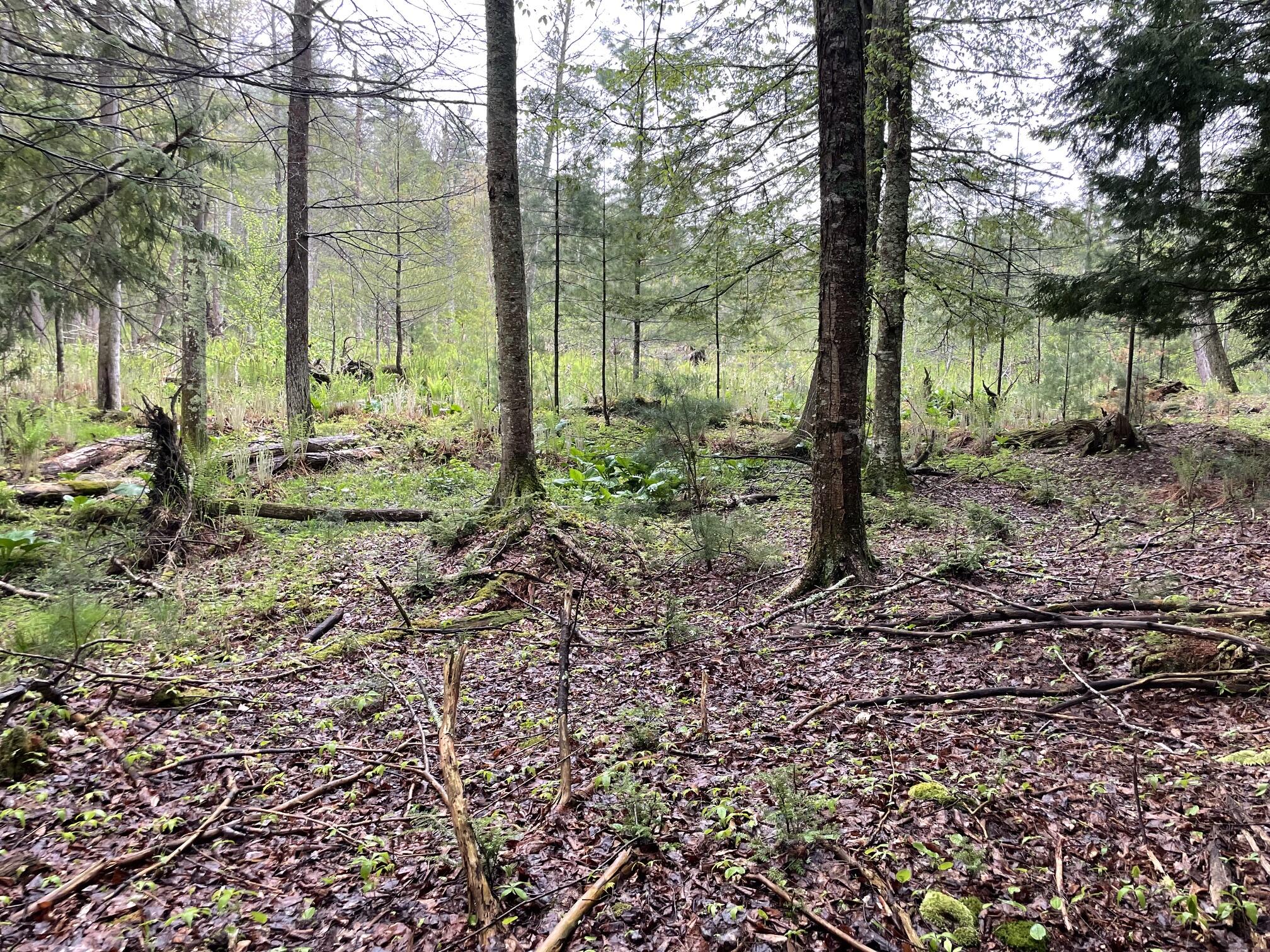 V/l E Pomeroy Springs Road Property Photo 24