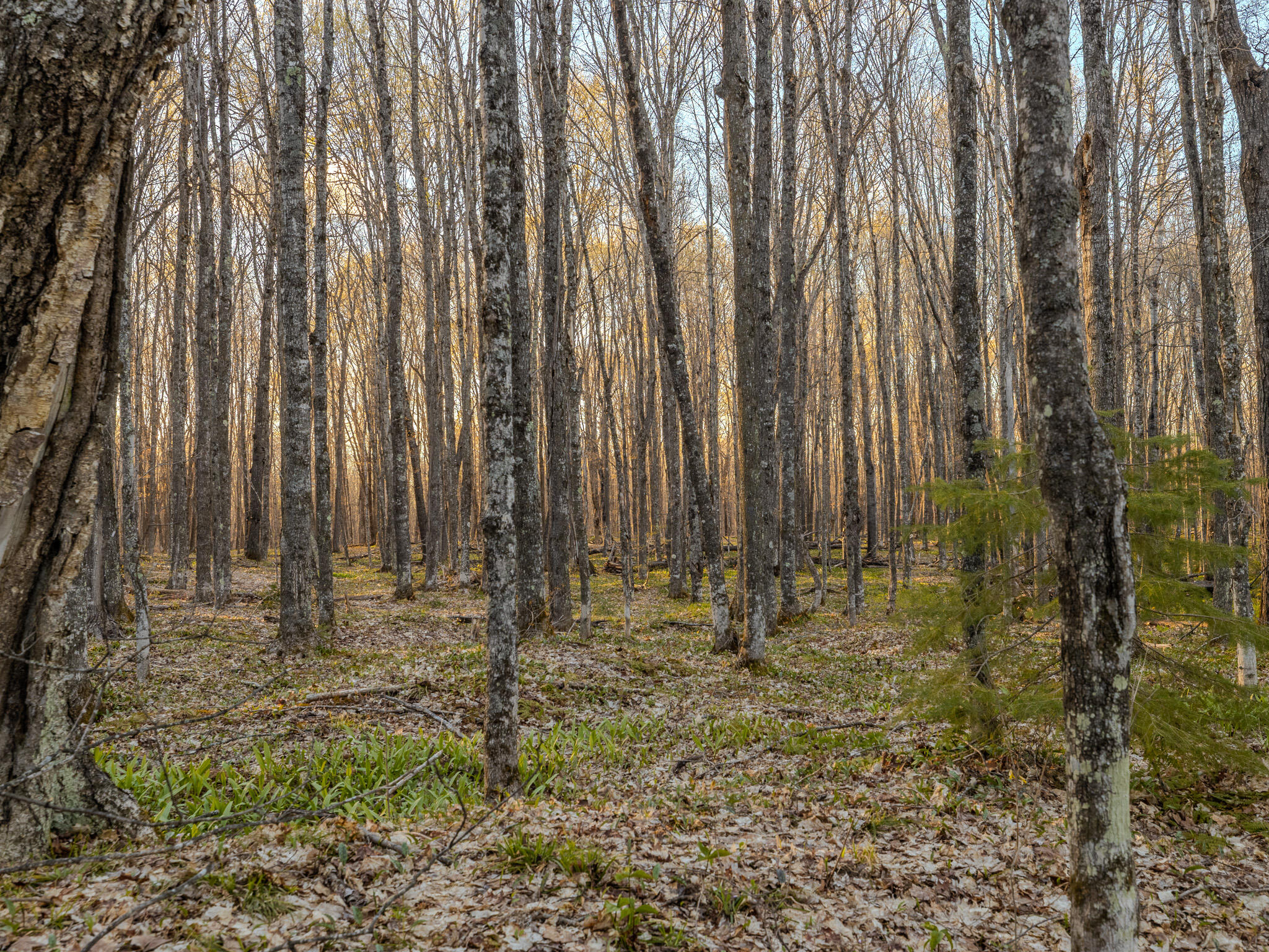 Lot 3 Federal Forest Highway 16 Property Photo 5