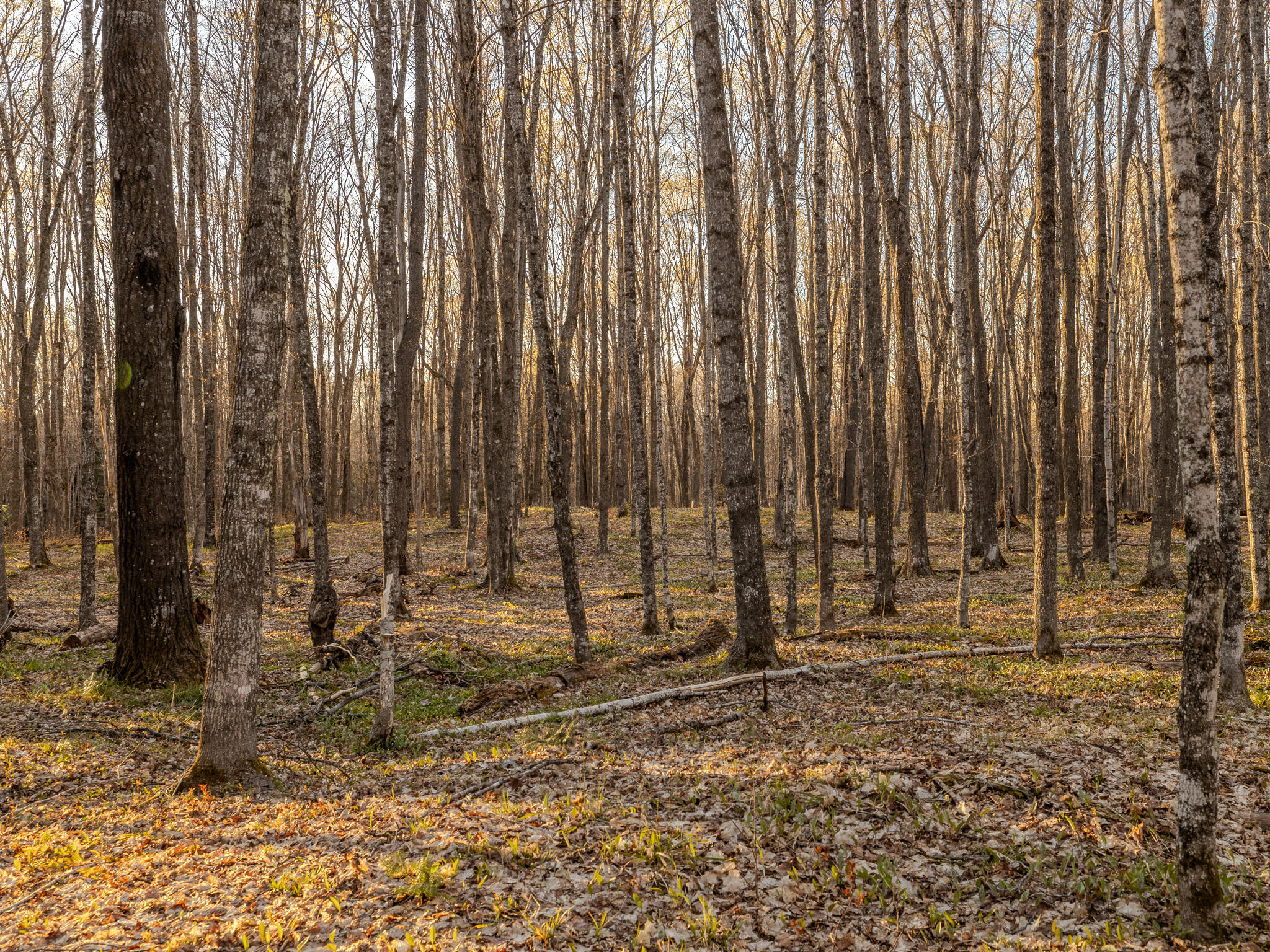 Lot 3 Federal Forest Highway 16 Property Photo 7