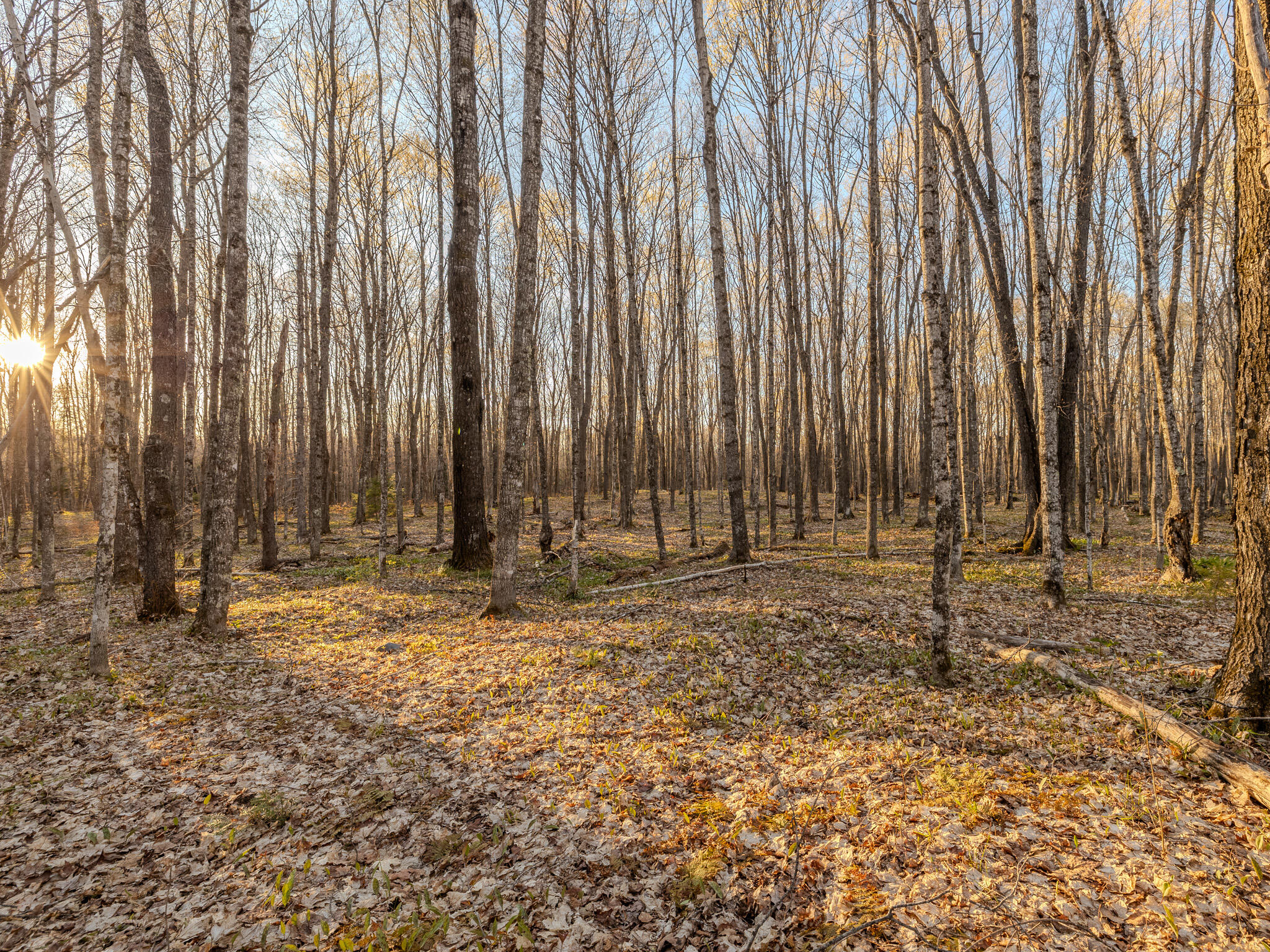 Lot 3 Federal Forest Highway 16 Property Photo 8