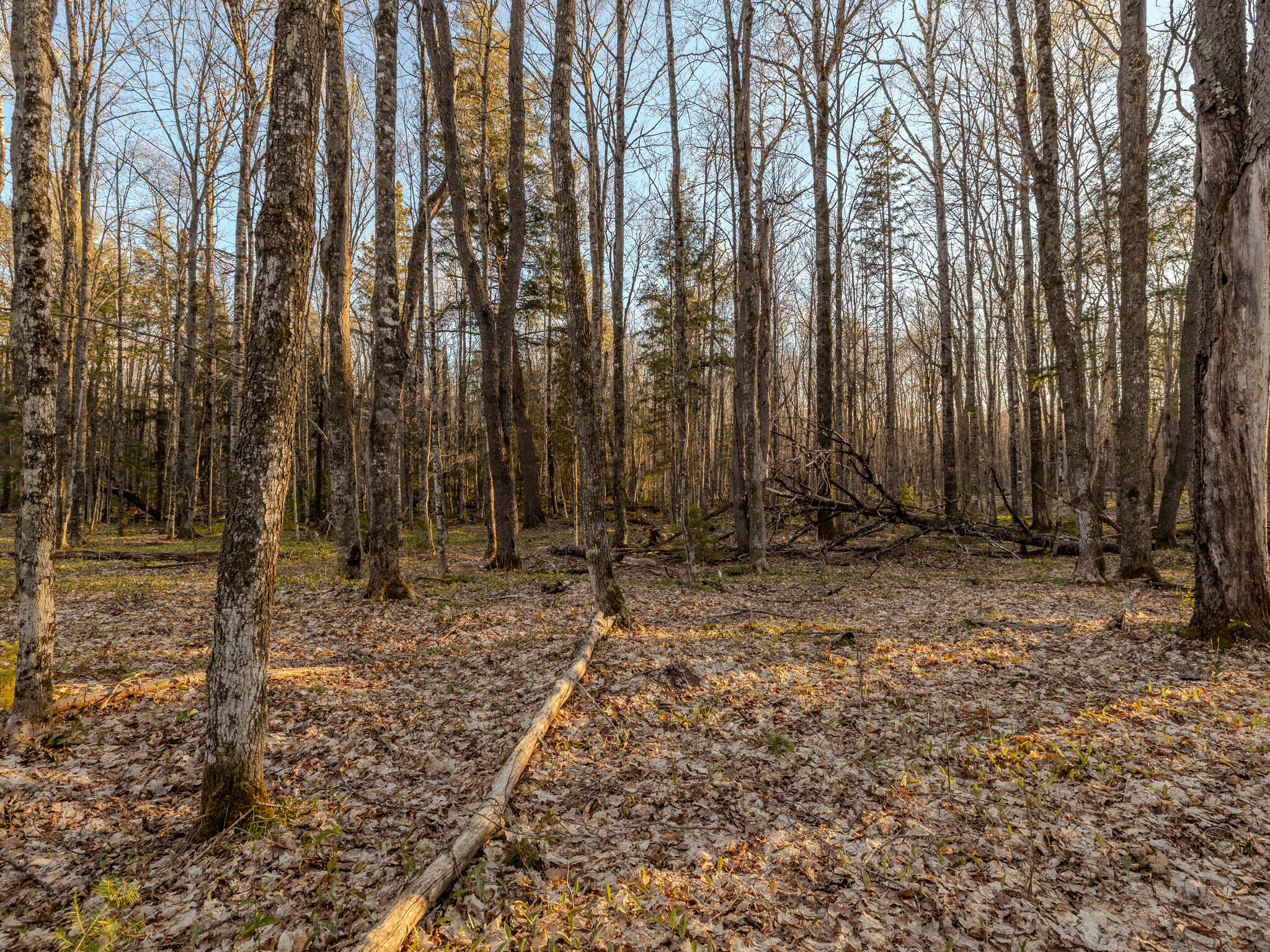 Lot 3 Federal Forest Highway 16 Property Photo 9