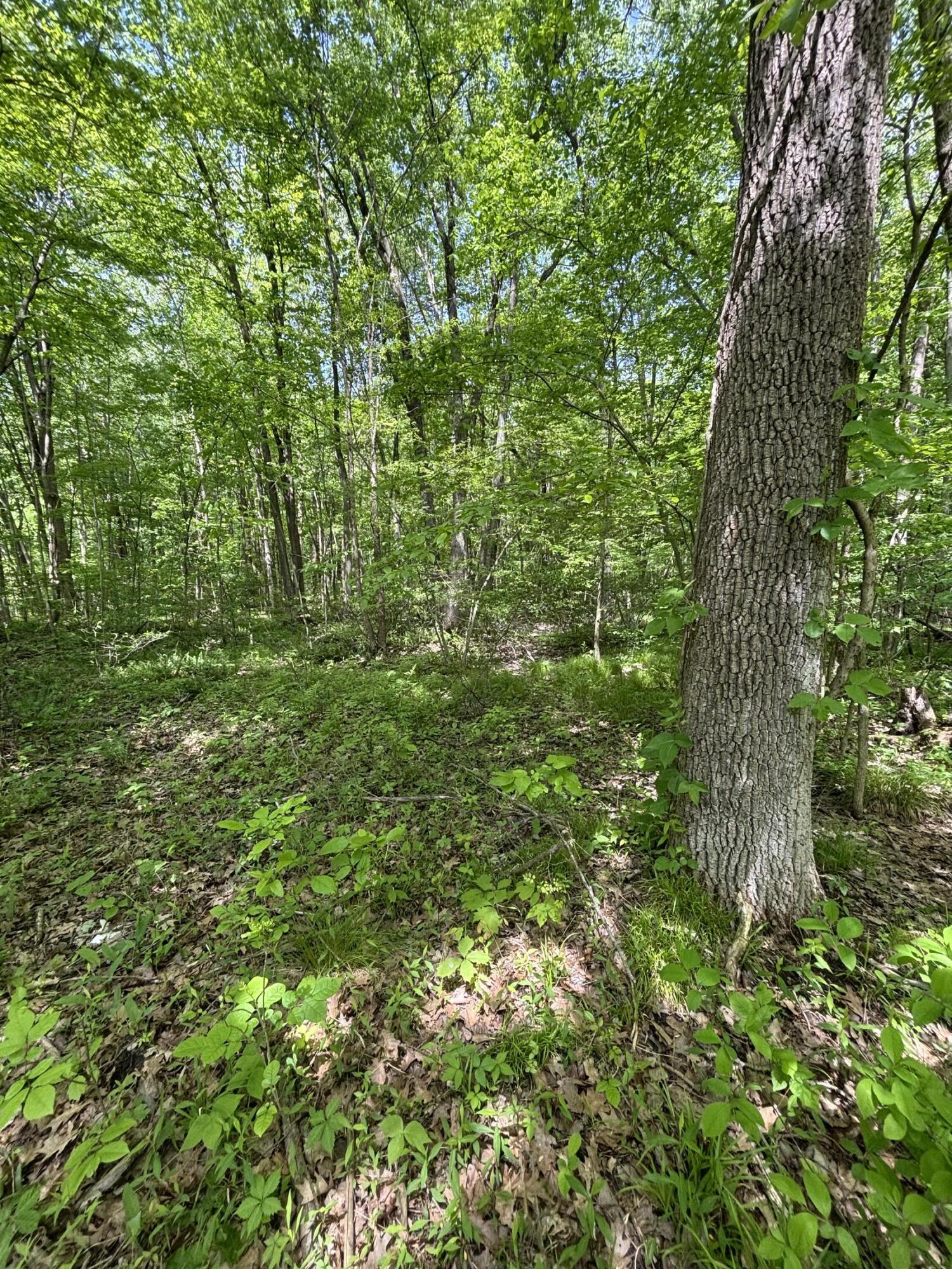 Wildwood Road Property Photo 10