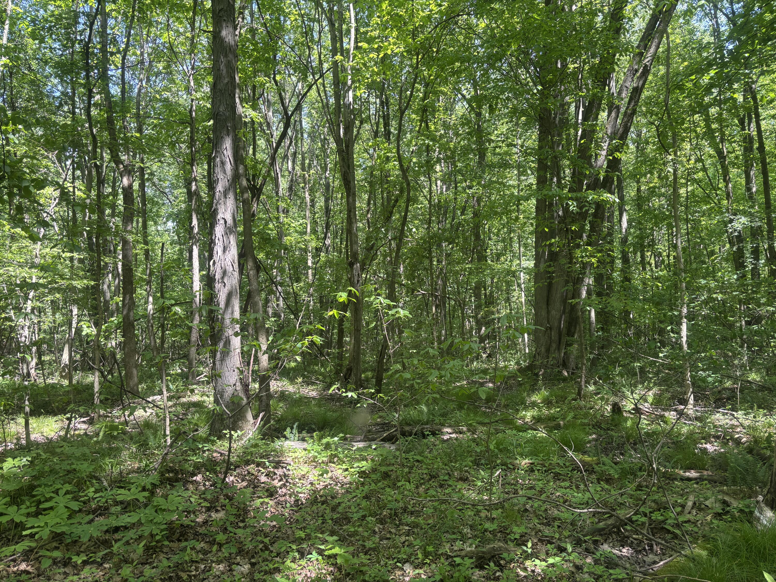 Wildwood Road Property Photo 12