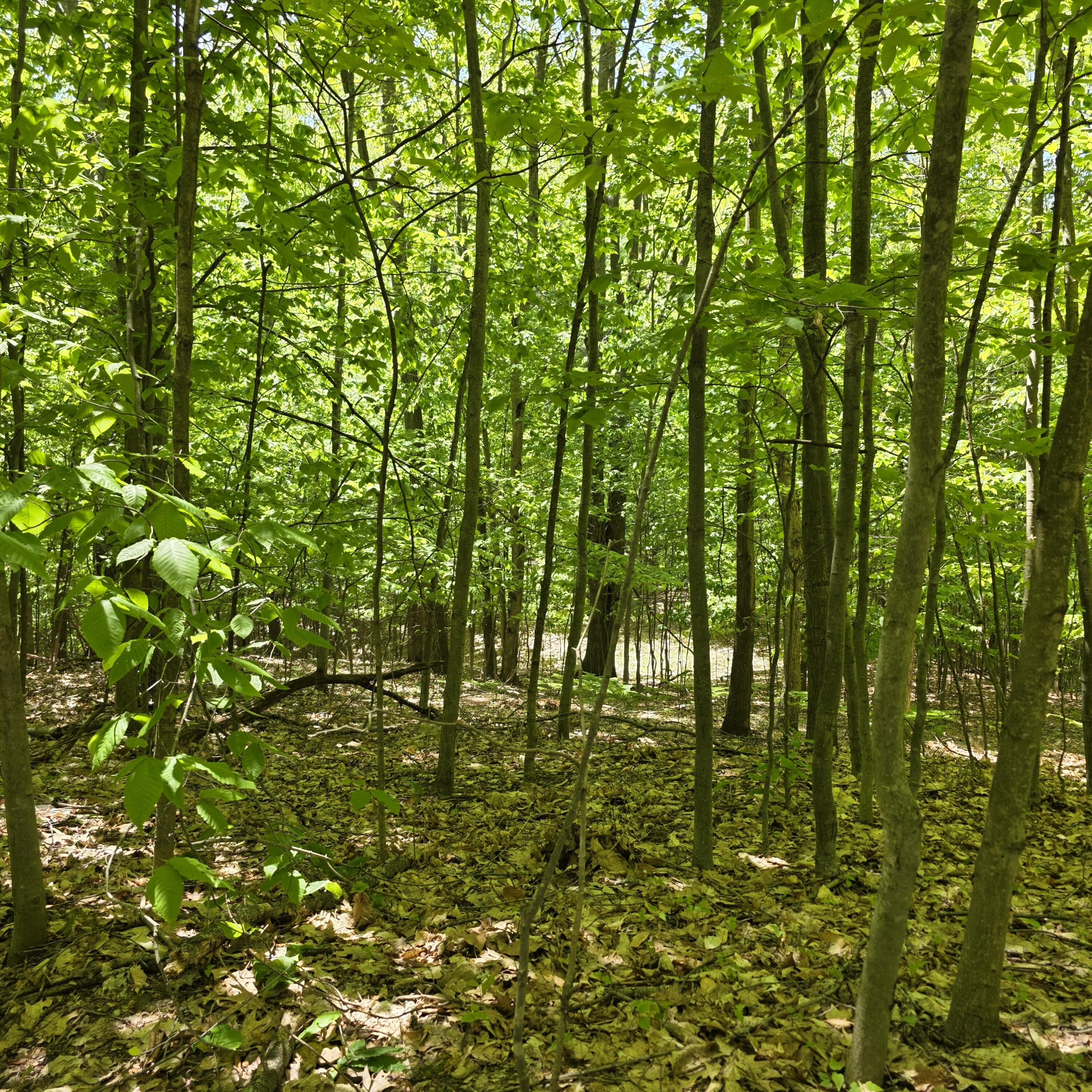 0 5 Acres W Weaver Road Parcel B Per Survey Property Photo 12