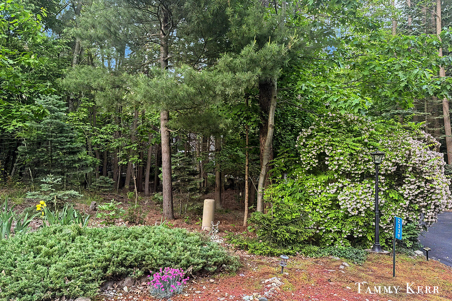 2339 Forest Trail Circle Property Photo 55