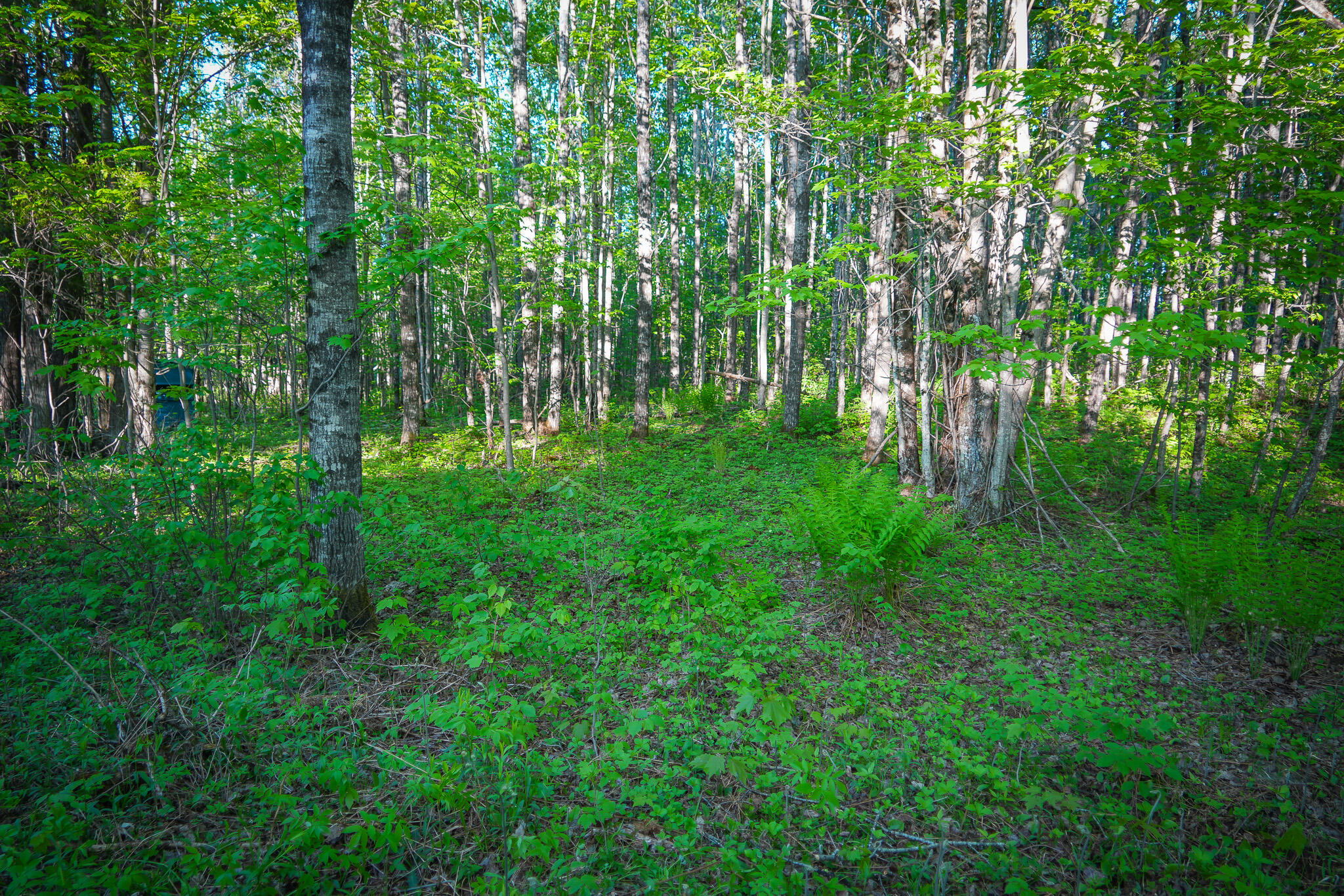 V/l 33 Road Property Photo 38