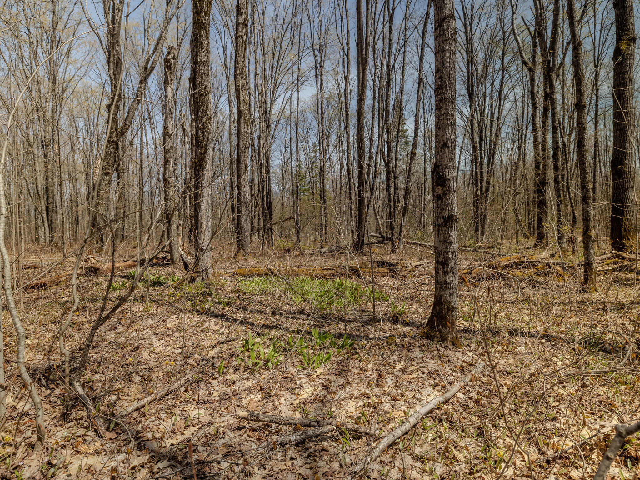 Lot 3 E Shore Road Property Photo 9