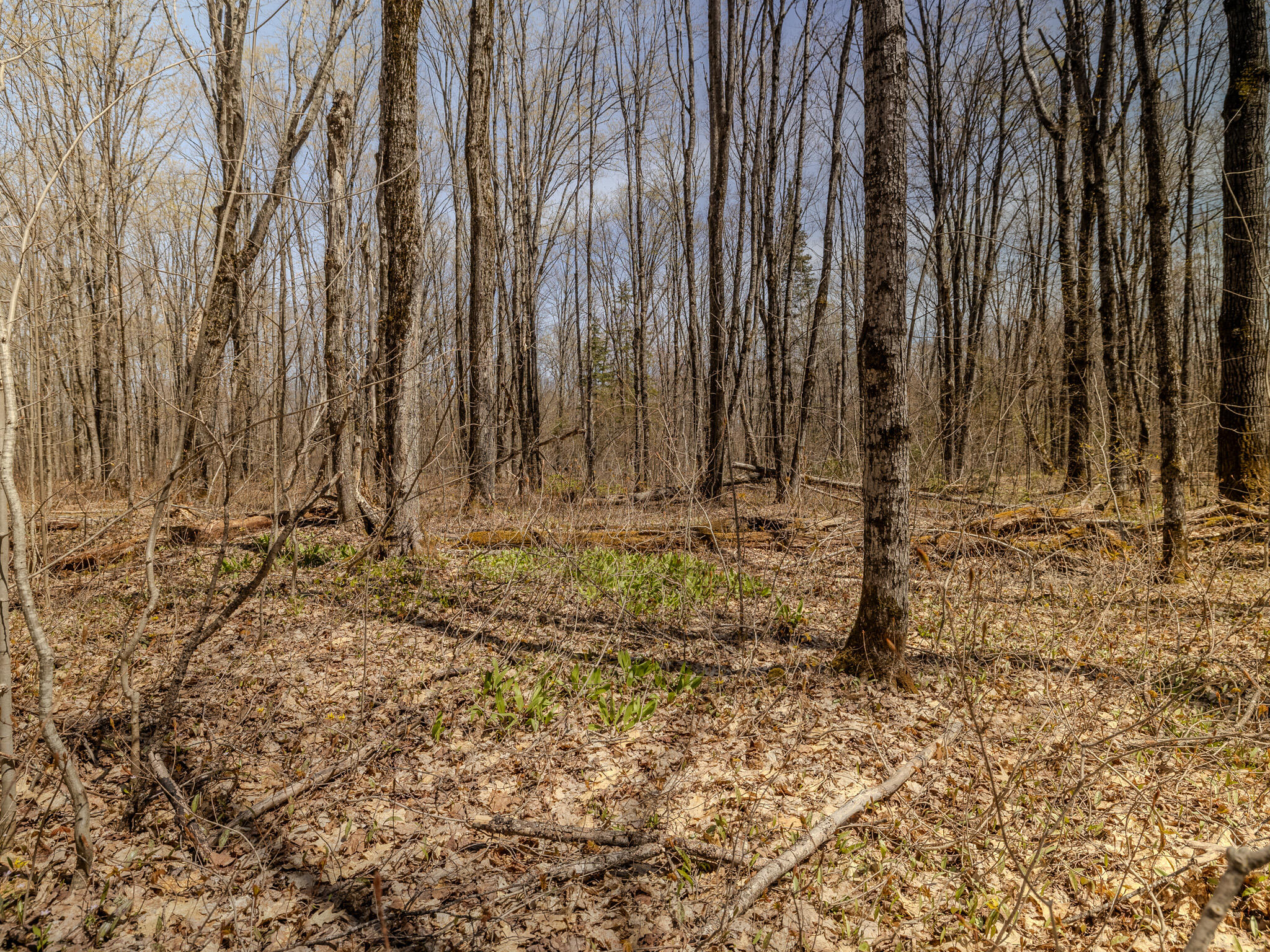 Lot 3 E Shore Road Property Photo 10