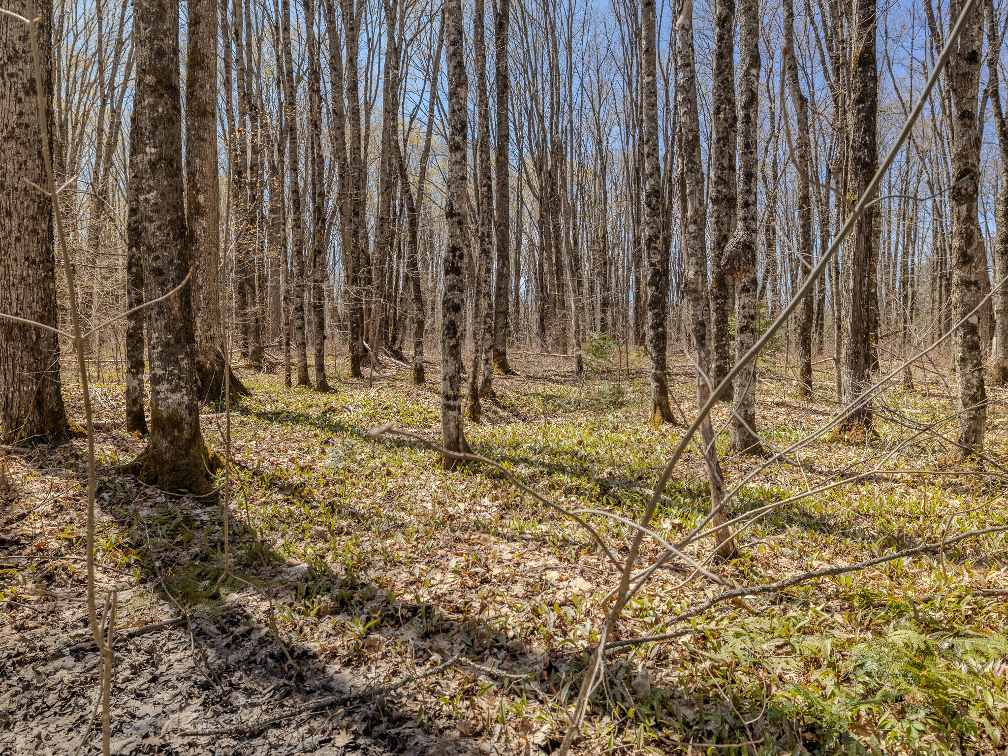 Lot 3 E Shore Road Property Photo 15
