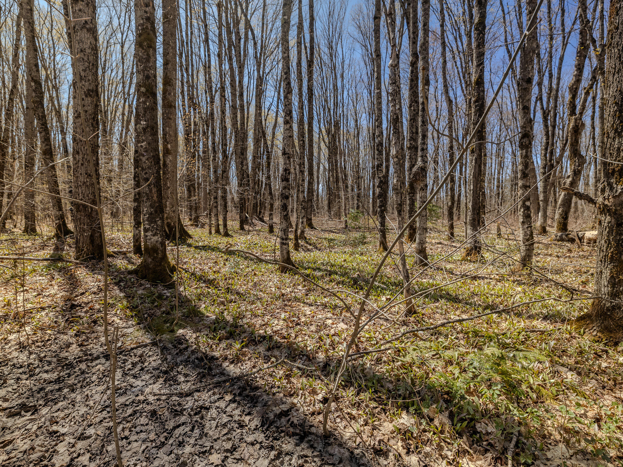 Lot 3 E Shore Road Property Photo 16