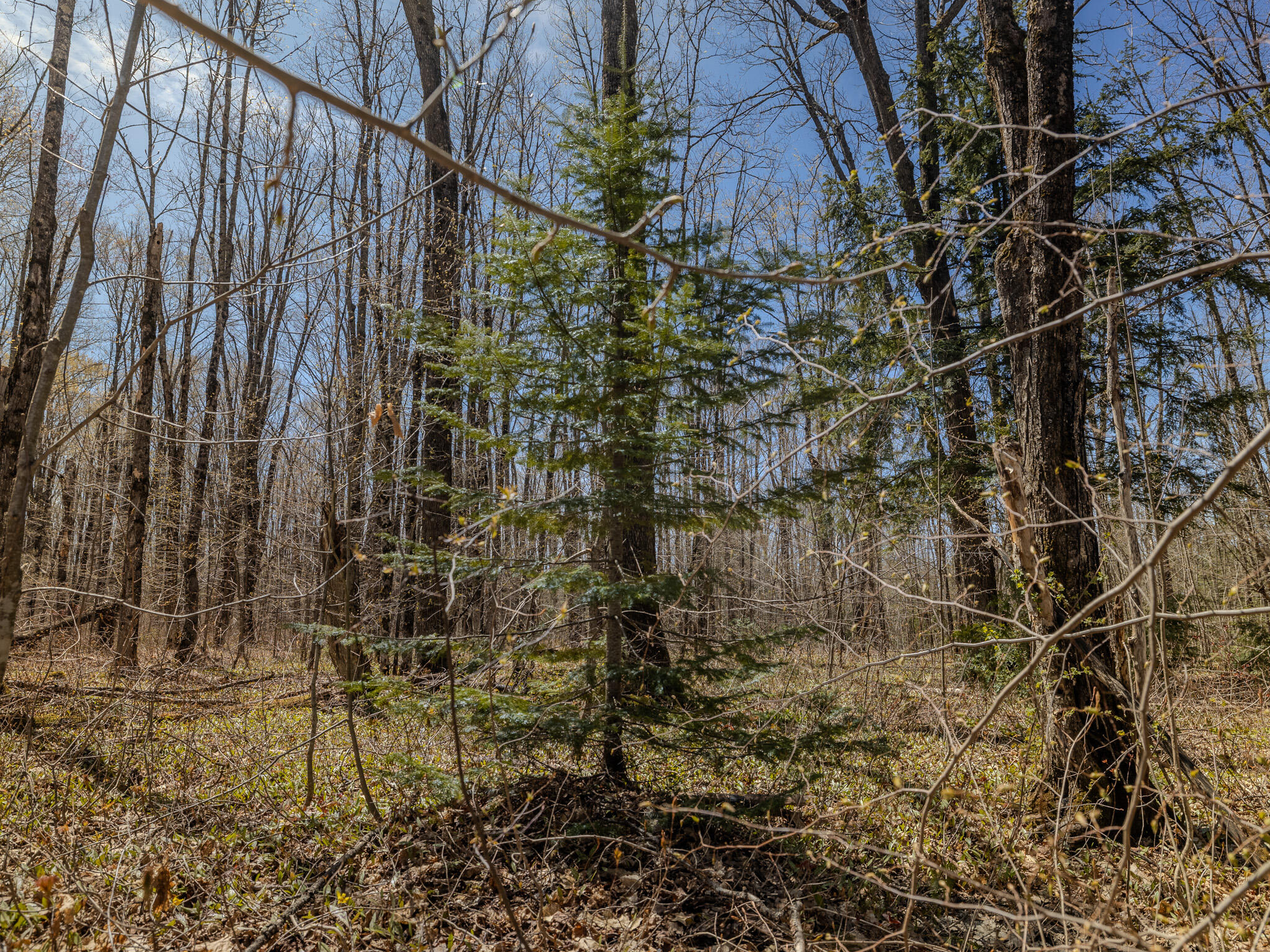 Lot 3 E Shore Road Property Photo 19