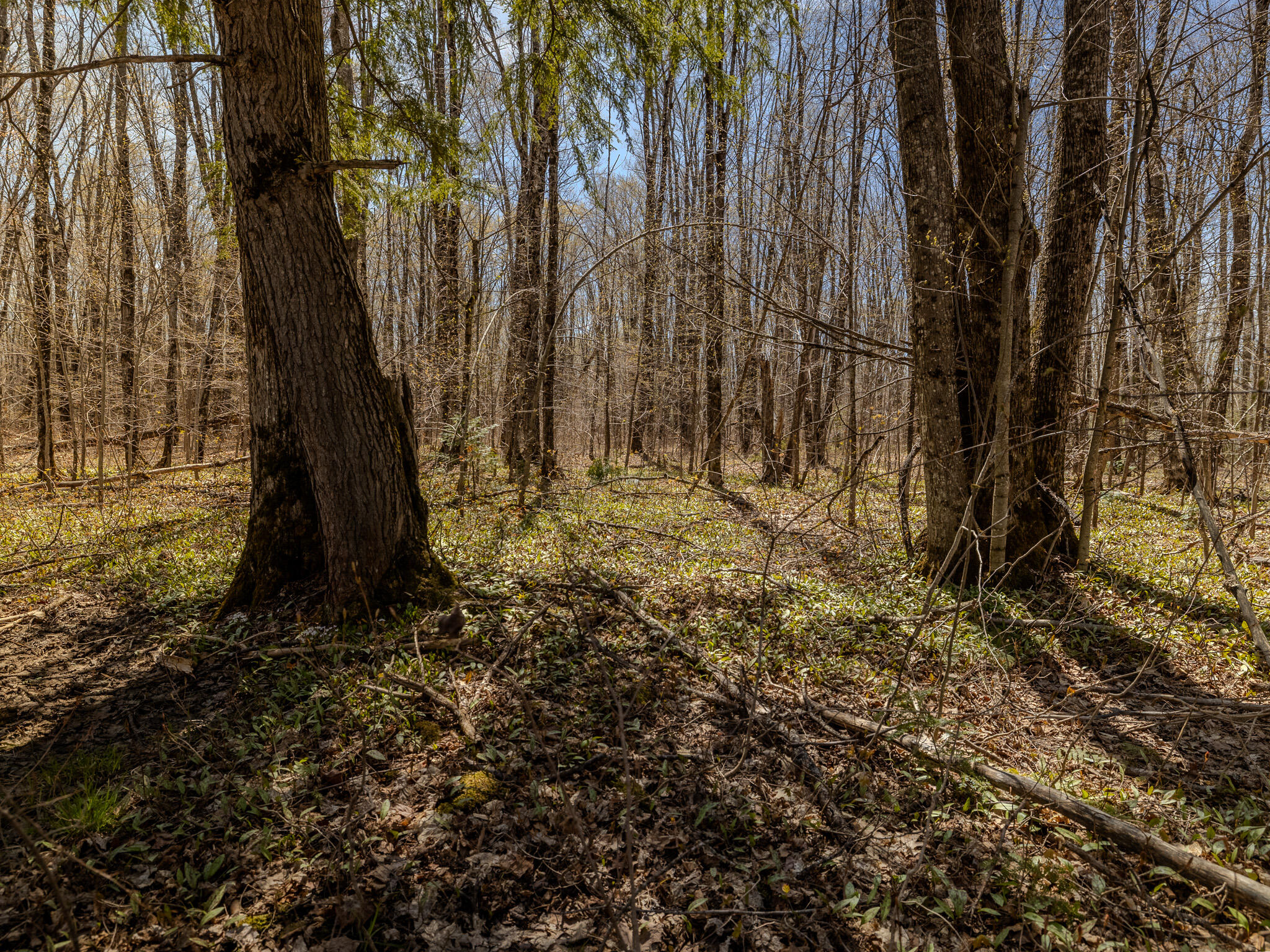 Lot 3 E Shore Road Property Photo 21
