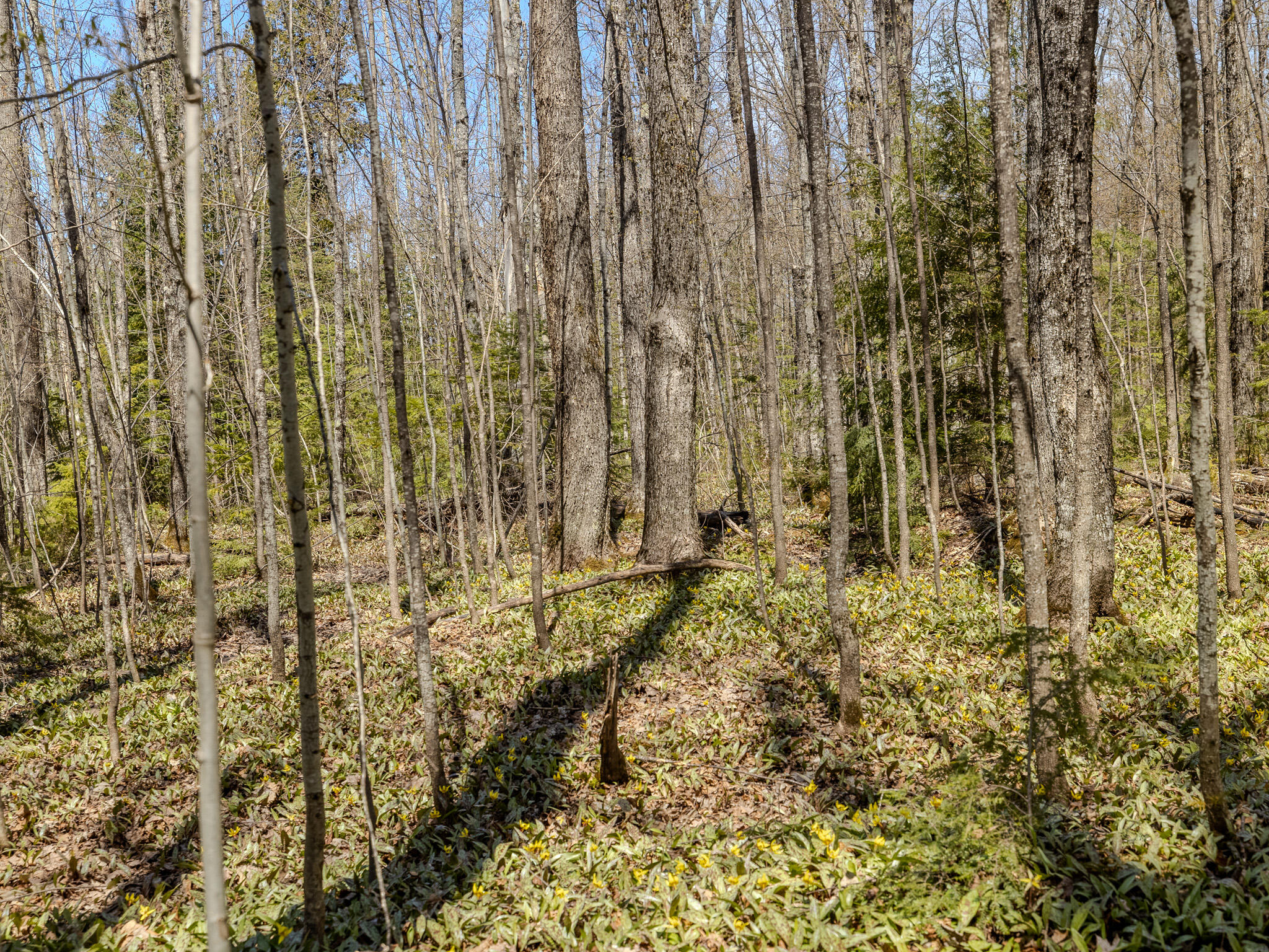 Lot 3 E Shore Road Property Photo 23