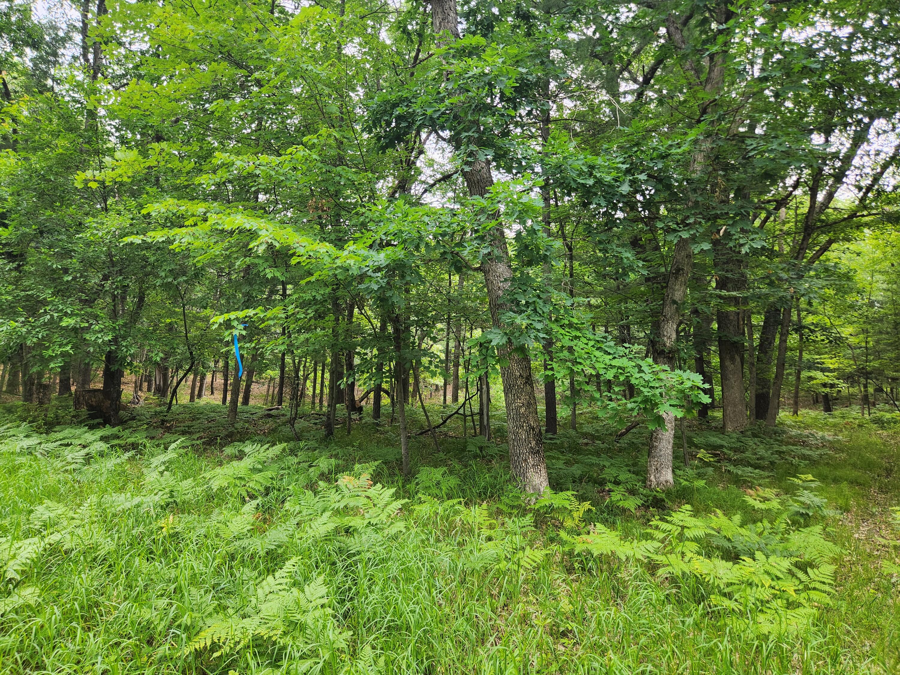 Vl Rebecca Road Property Photo 3