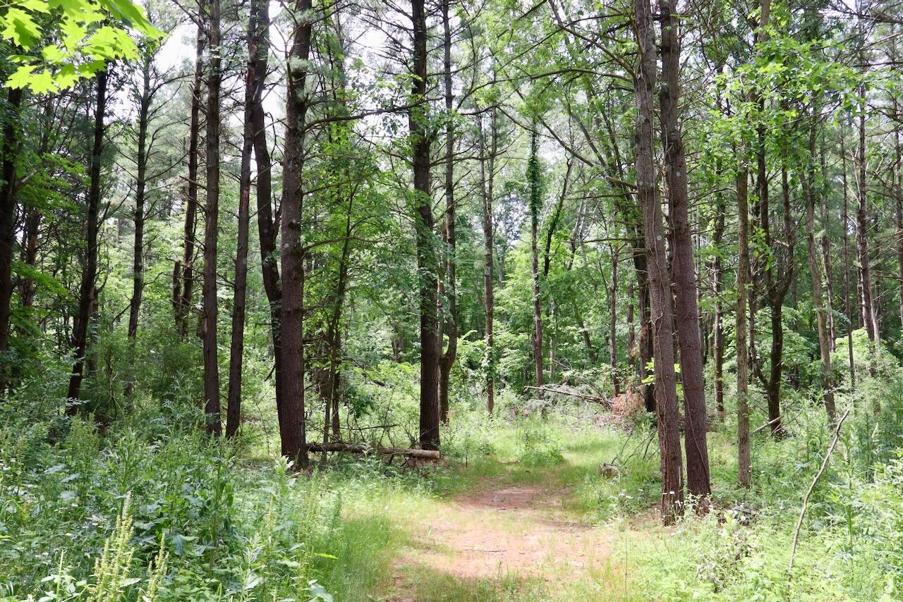 10041 Birch Drive Property Photo 50