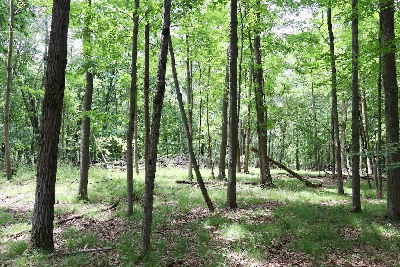 10041 Birch Drive Property Photo 52