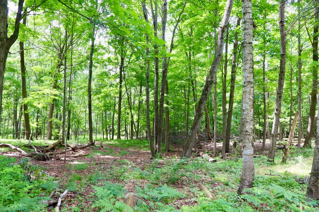 10041 Birch Drive Property Photo 55