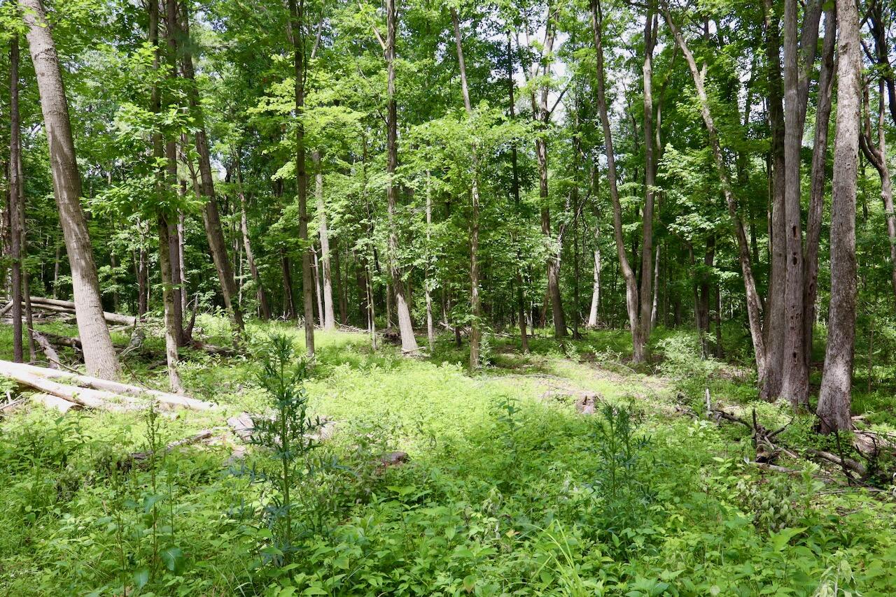 10041 Birch Drive Property Photo 59