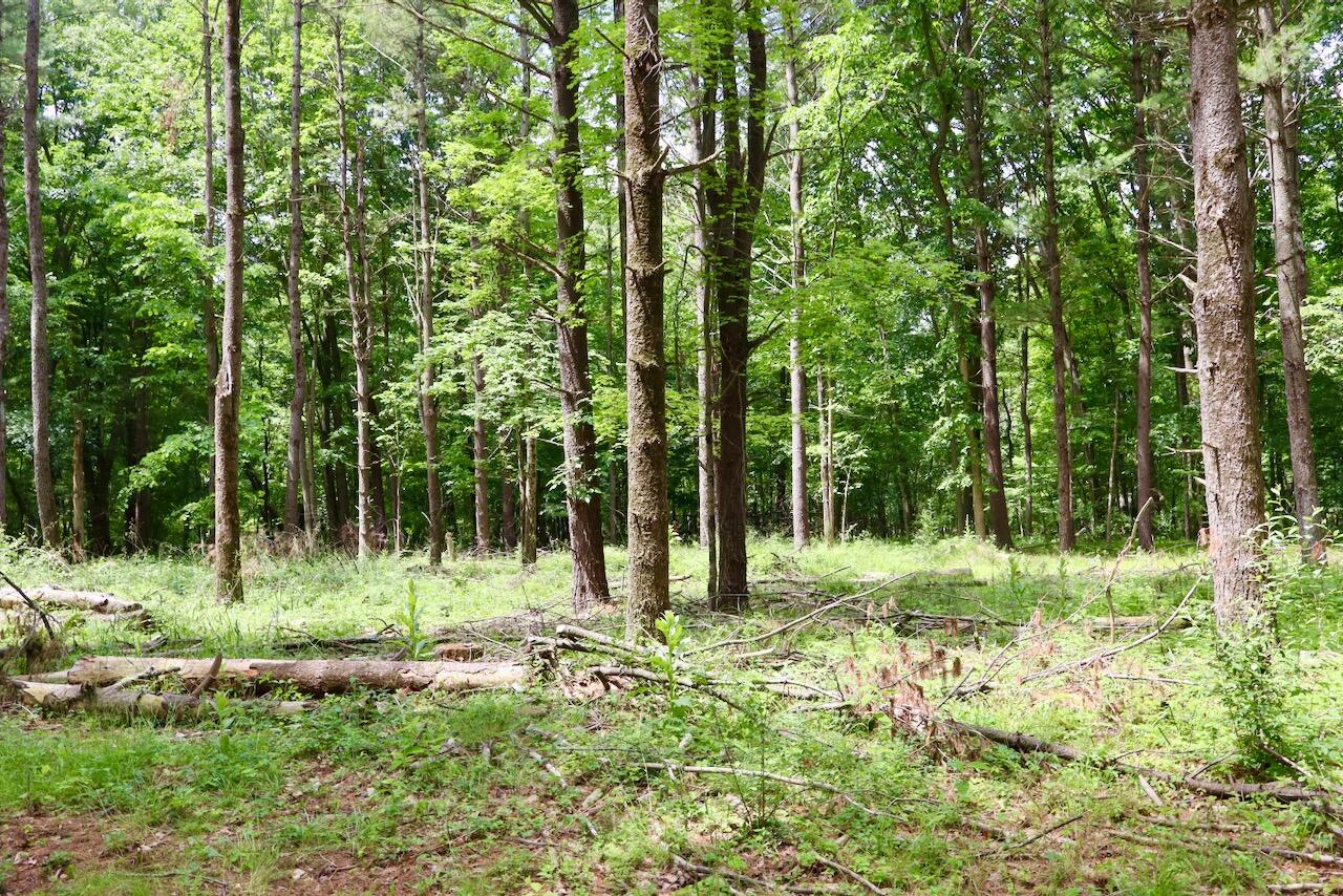 10041 Birch Drive Property Photo 61