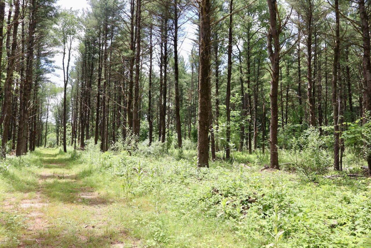 10041 Birch Drive Property Photo 62