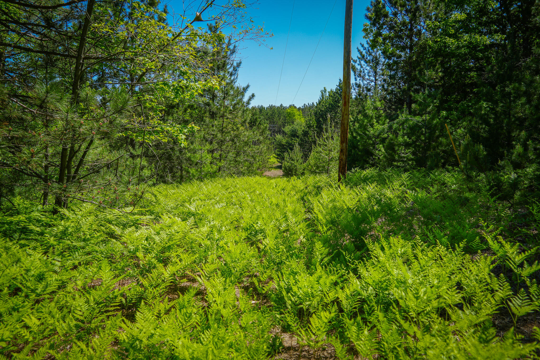 Parcel C Niemi Road Property Photo 10