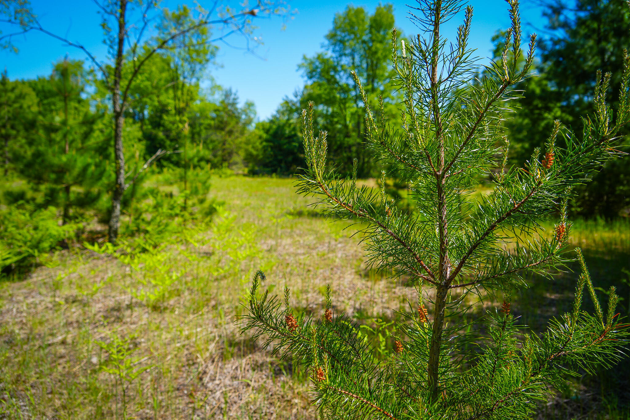 Parcel C Niemi Road Property Photo 18