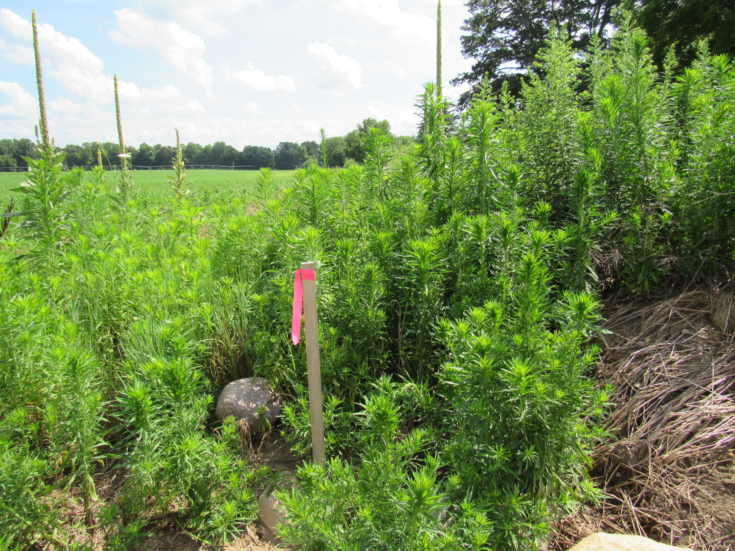 Farrand Road Property Photo 7